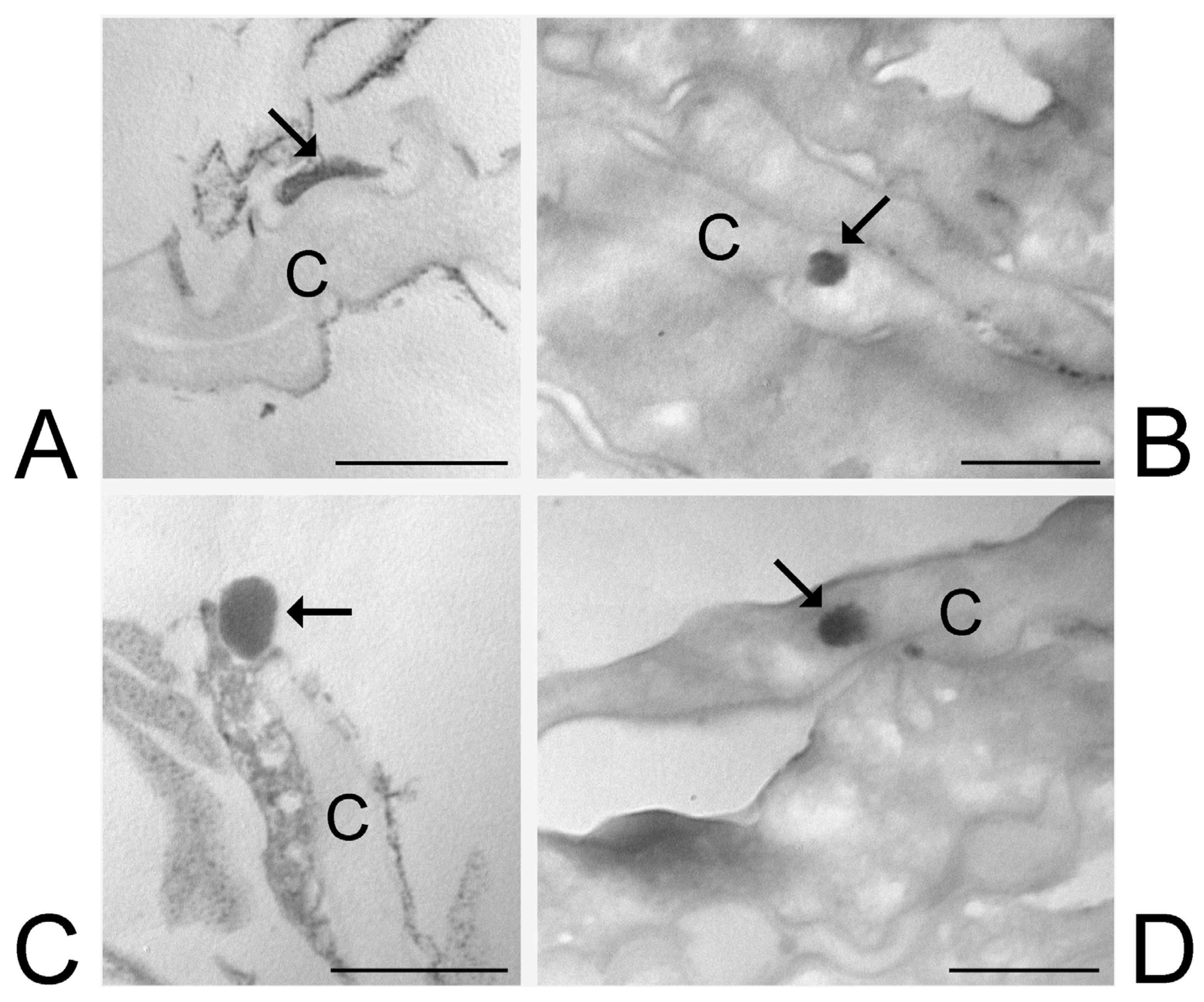 Nanomaterials 15 00937 g008