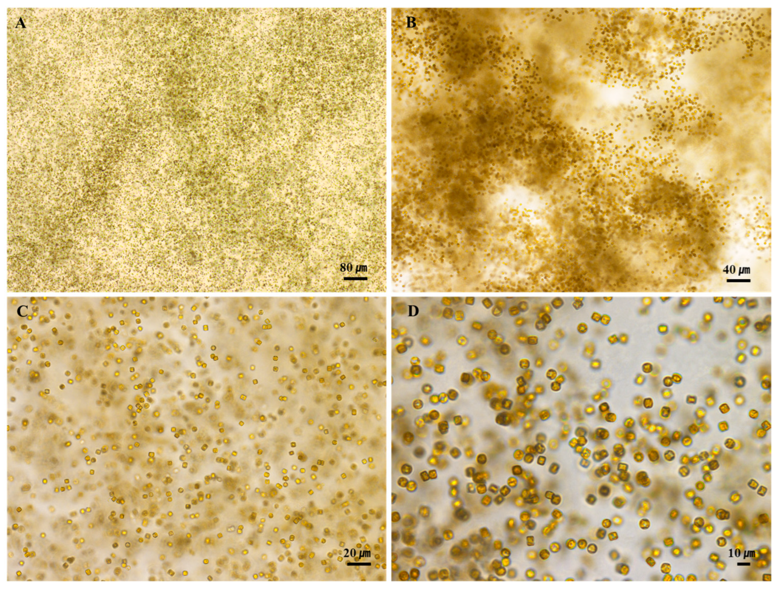 Nanomaterials 15 00971 g003