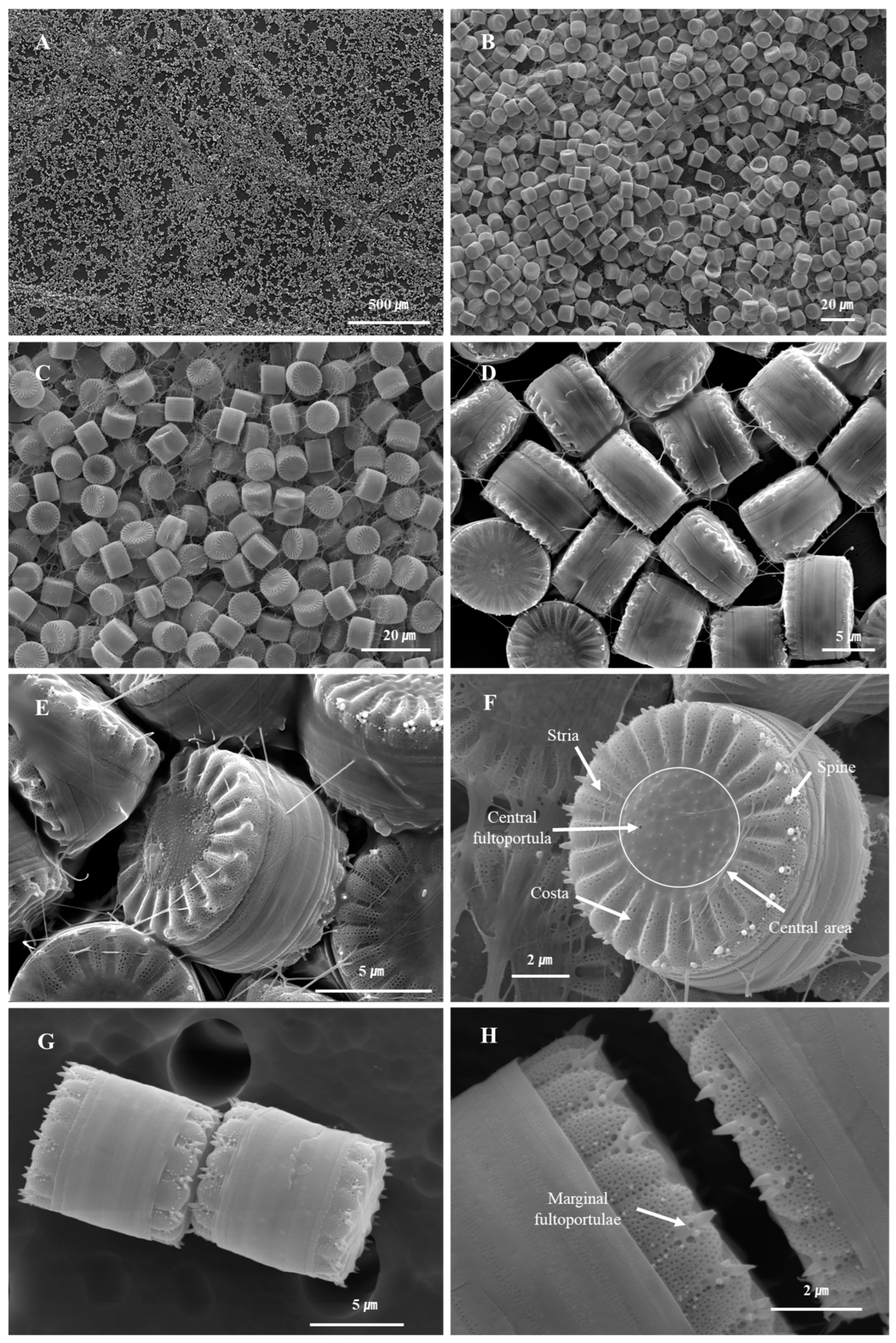 Nanomaterials 15 00971 g004