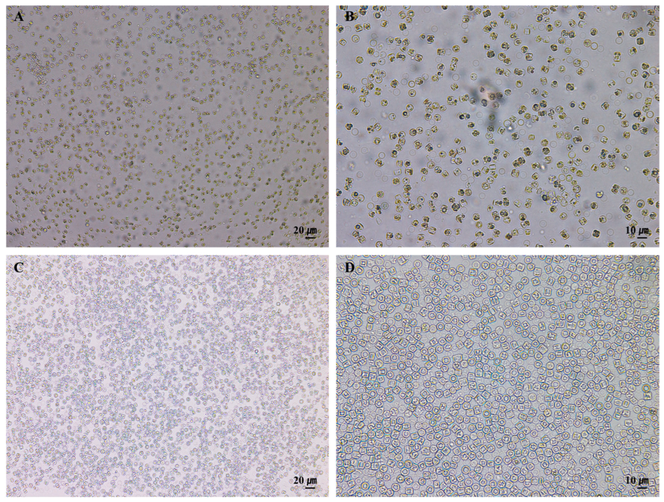 Nanomaterials 15 00971 g005