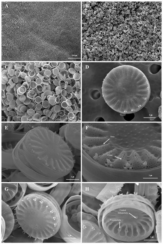 Cultivation Optimization and Structural Characterization of ...