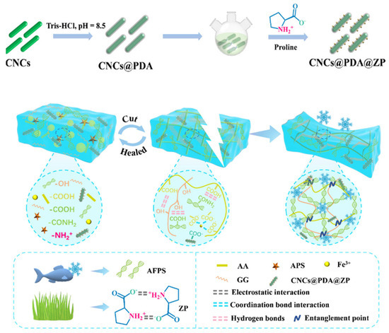 Biomimetic Cellulose Nanocrystals Composite Hydrogels: Recent Progress ...