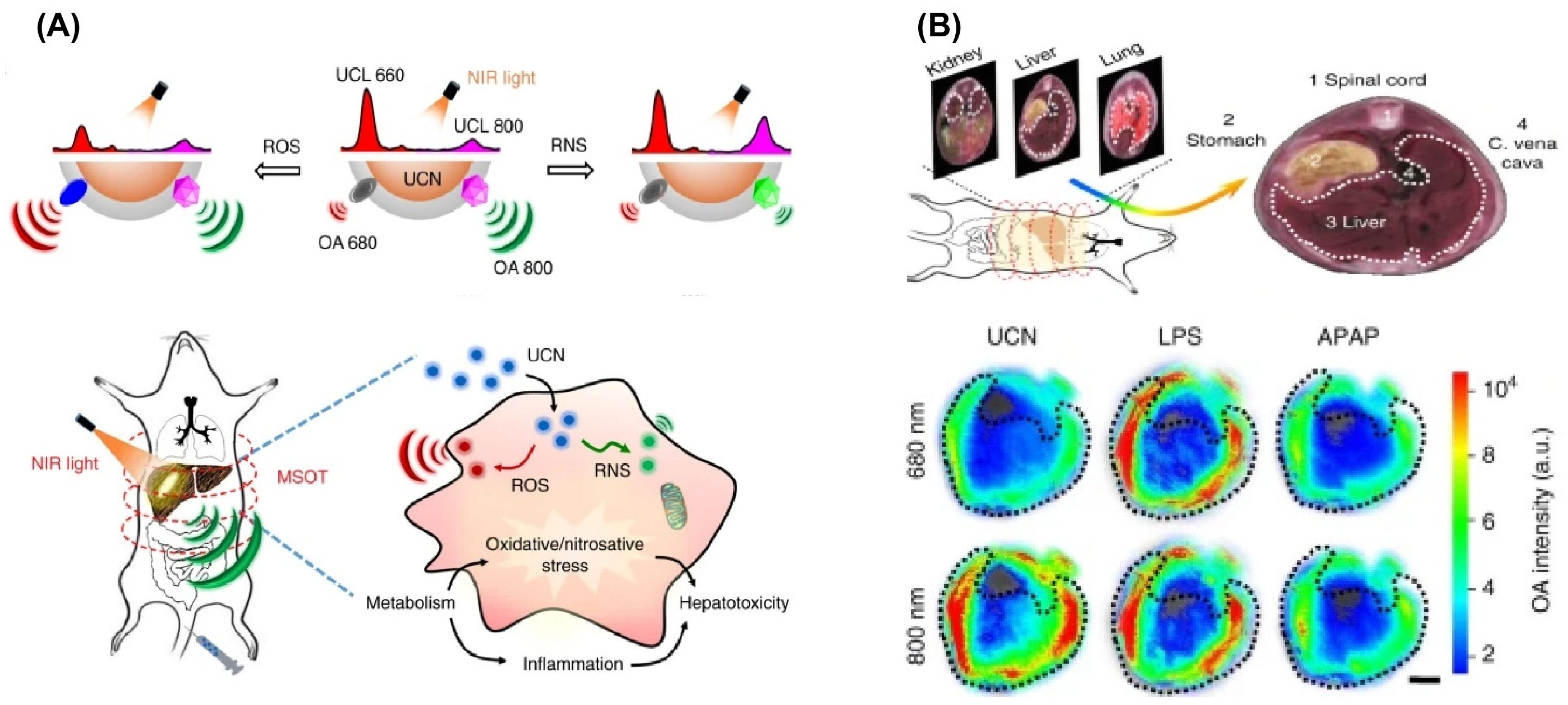 Nanomaterials 15 01074 g010
