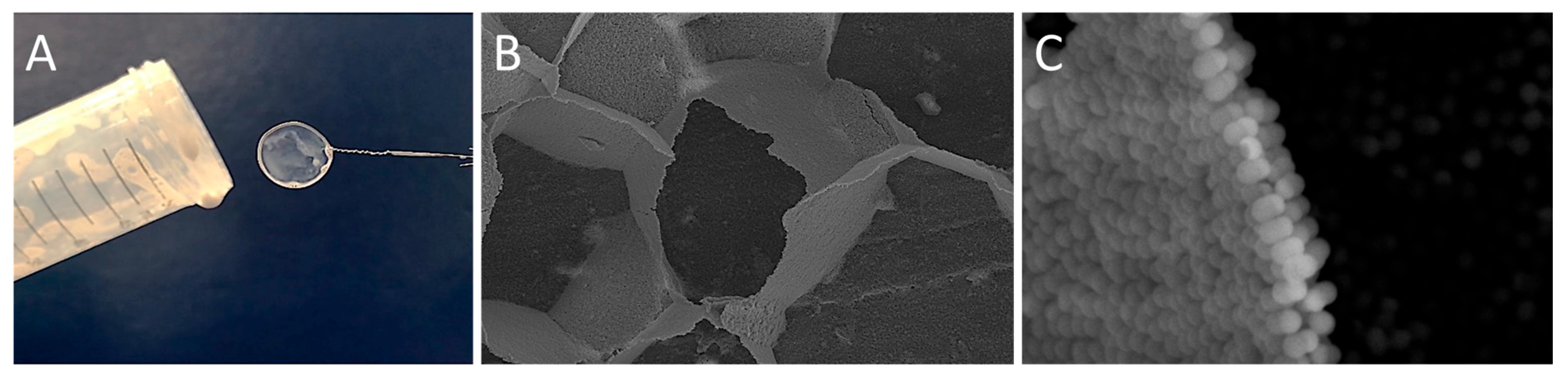 Nanomaterials 15 01079 g012