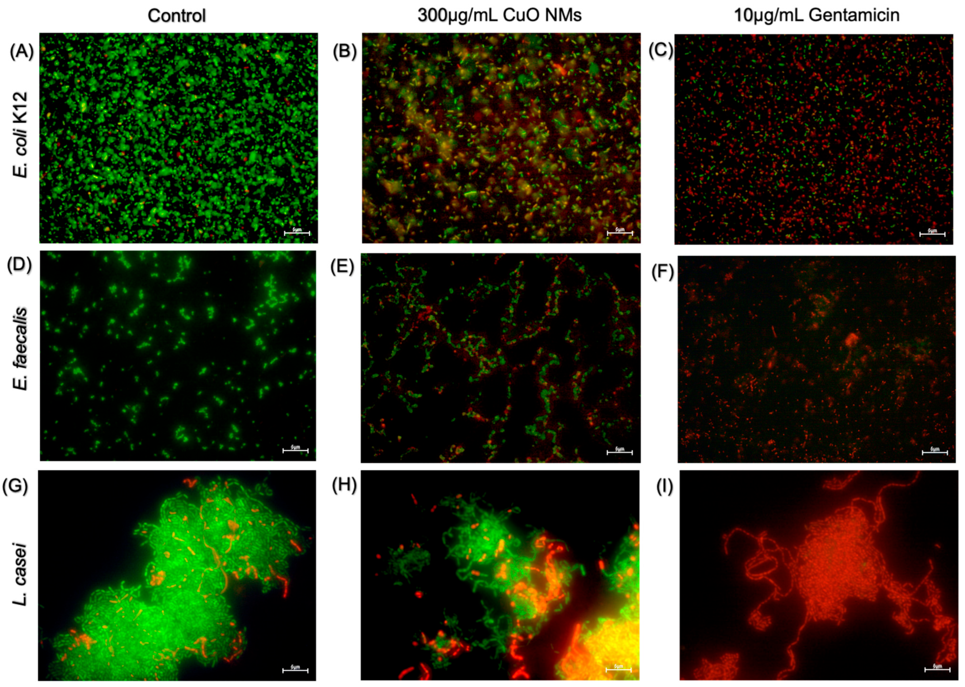 Nanomaterials 15 01103 g005