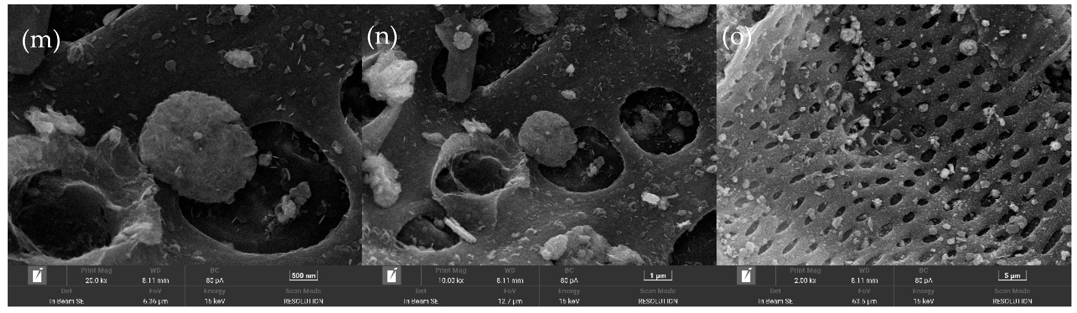 Nanomaterials 15 01108 g002b Nanomaterials 15 01108 g002b