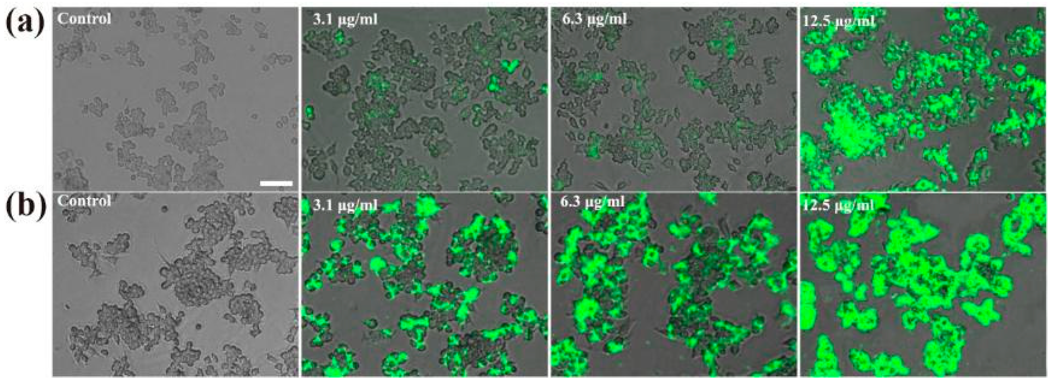 Circle Balance -ヨガバランス開脚チェア　グレー Surface Charge Affects the Intracellular Fate and Clearance