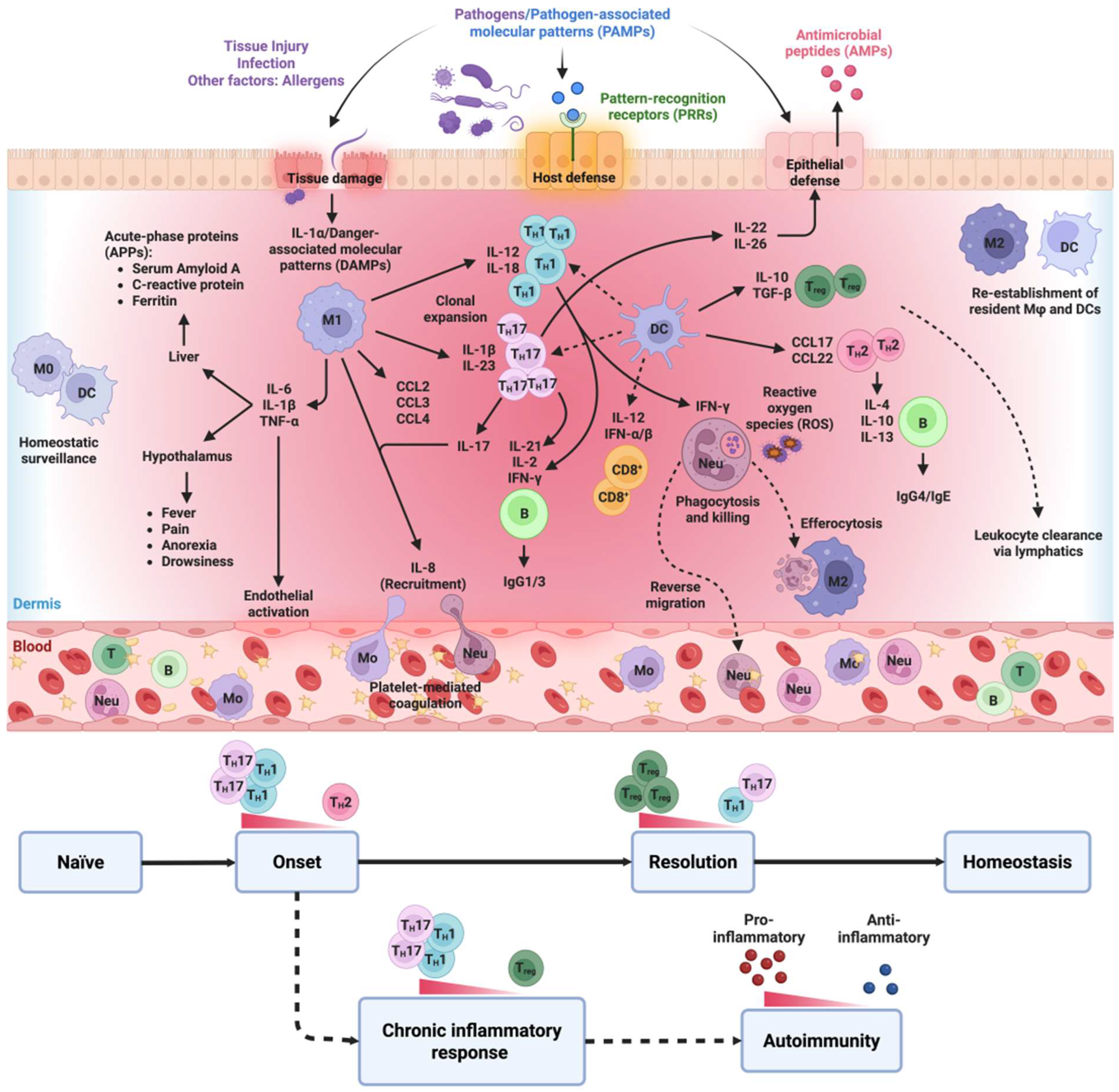Immunomodulatory Effects of Gold Nanoparticles: Impacts on