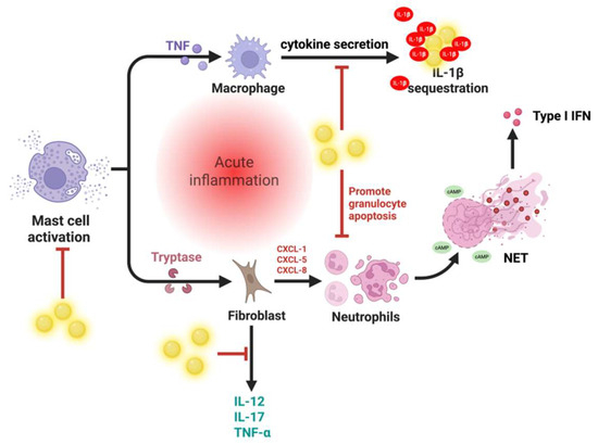 Immunomodulatory Effects of Gold Nanoparticles: Impacts on