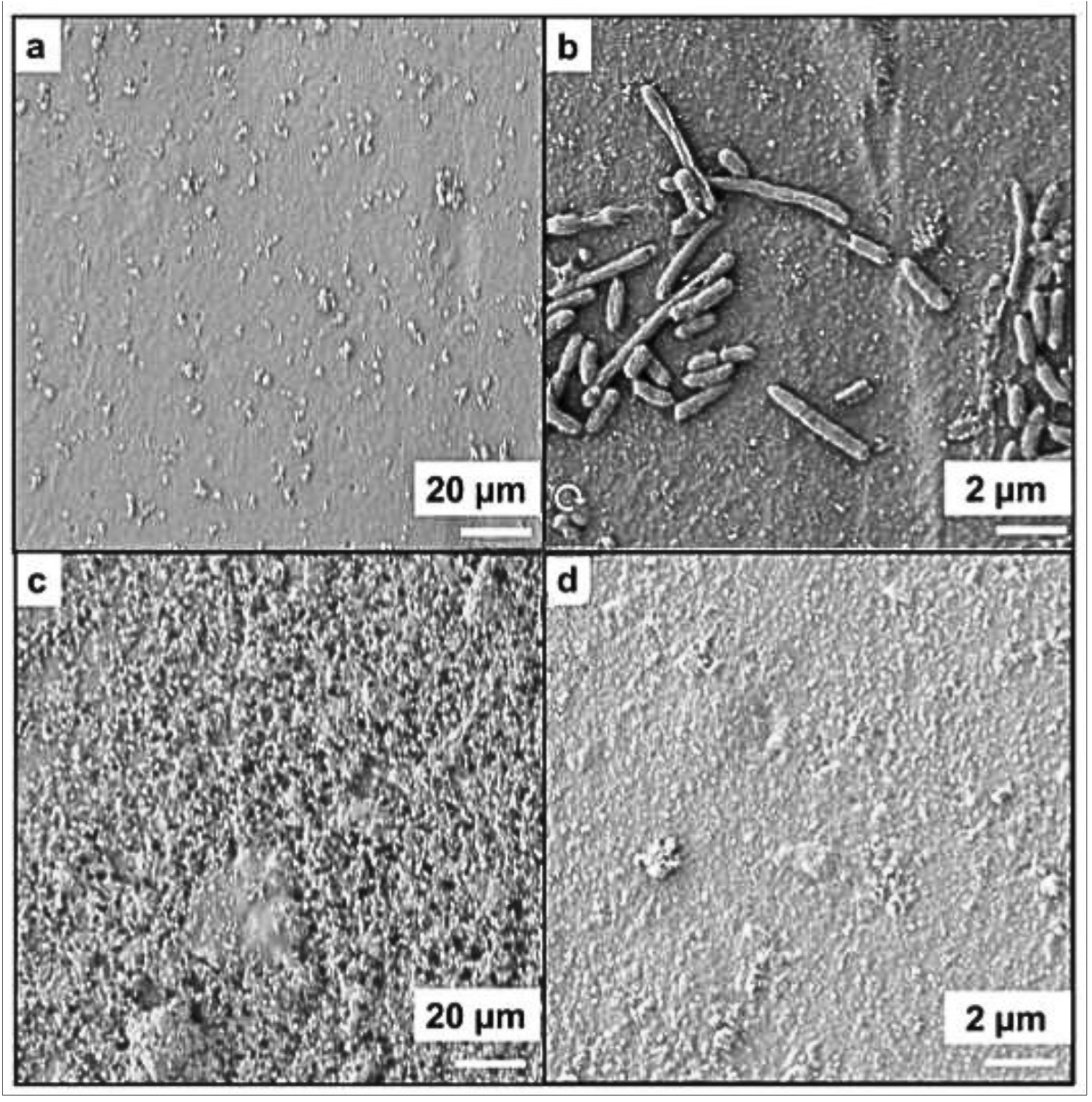 Nanomaterials 15 01224 g006 Nanomaterials 15 01224 g006
