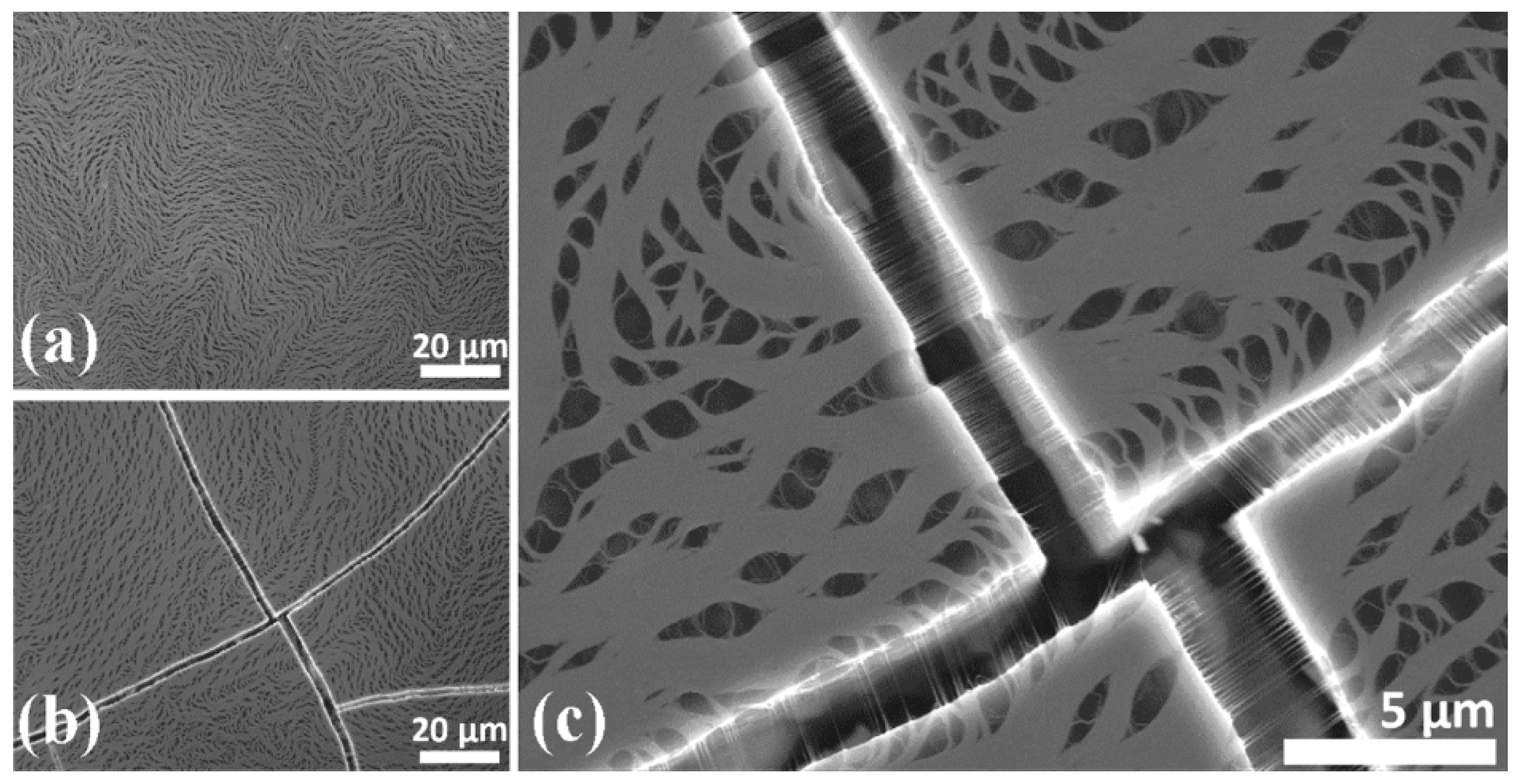 Nanomaterials 15 01316 g010