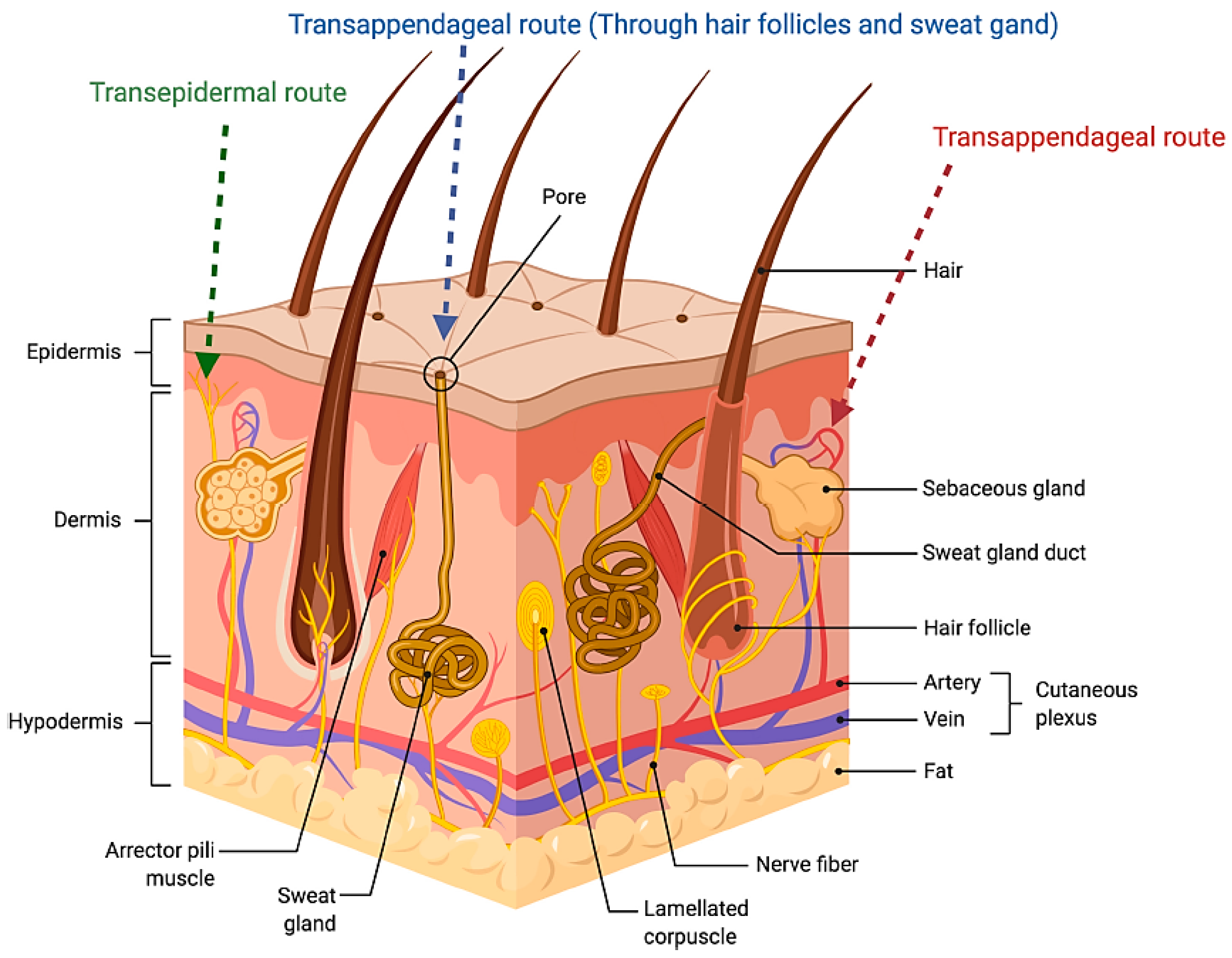 Nanomaterials 15 01326 g001