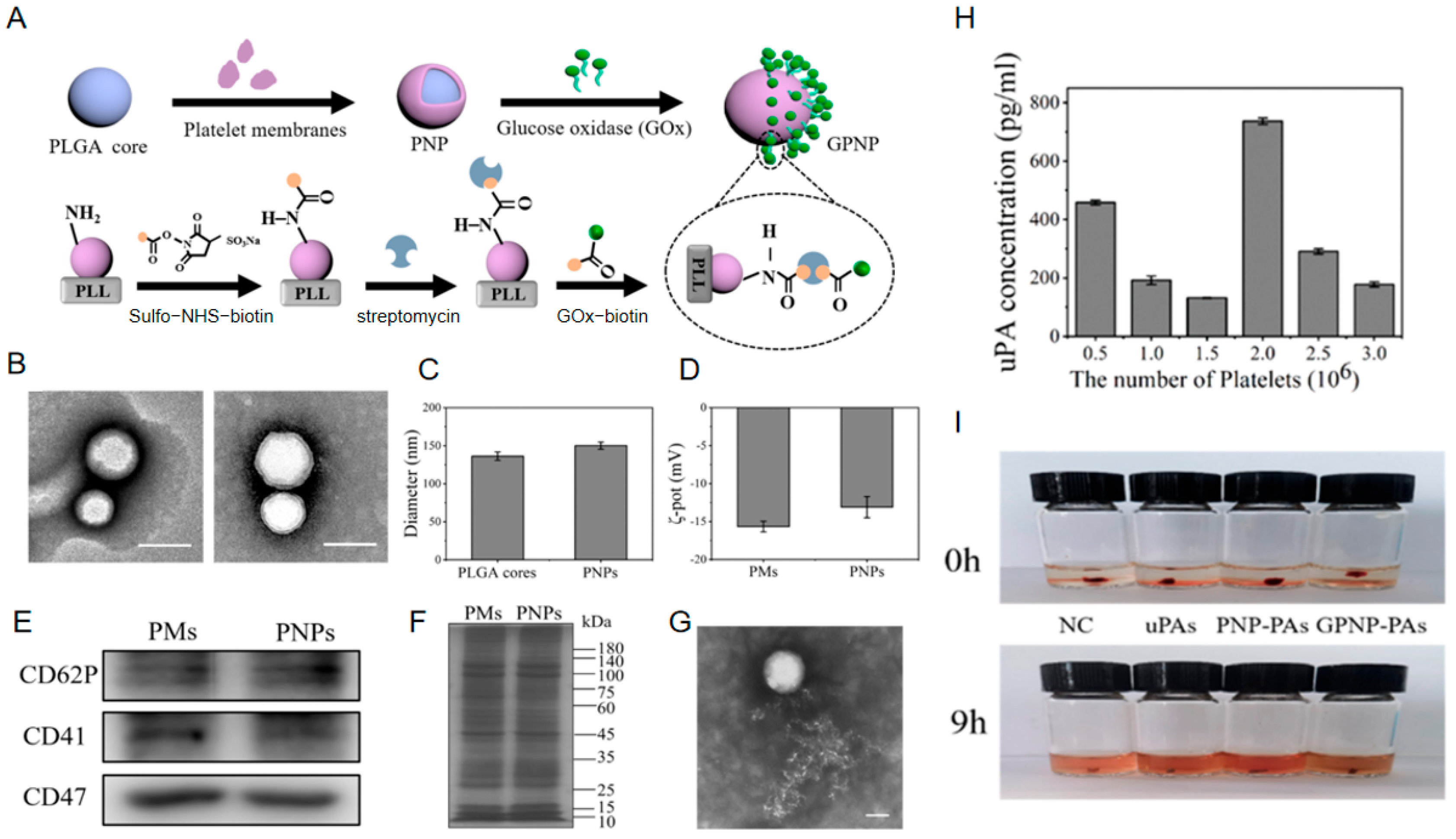 Nanomaterials 15 01333 g008
