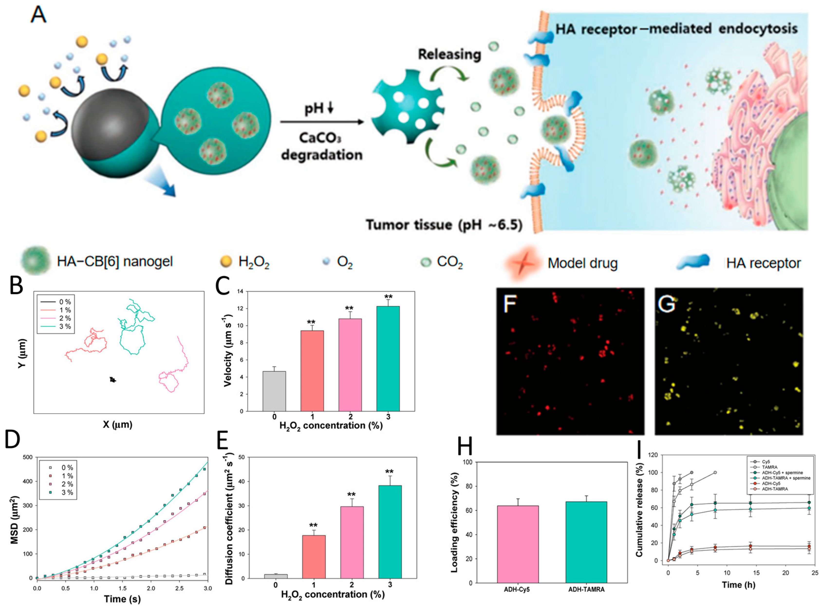 Nanomaterials 15 01333 g015