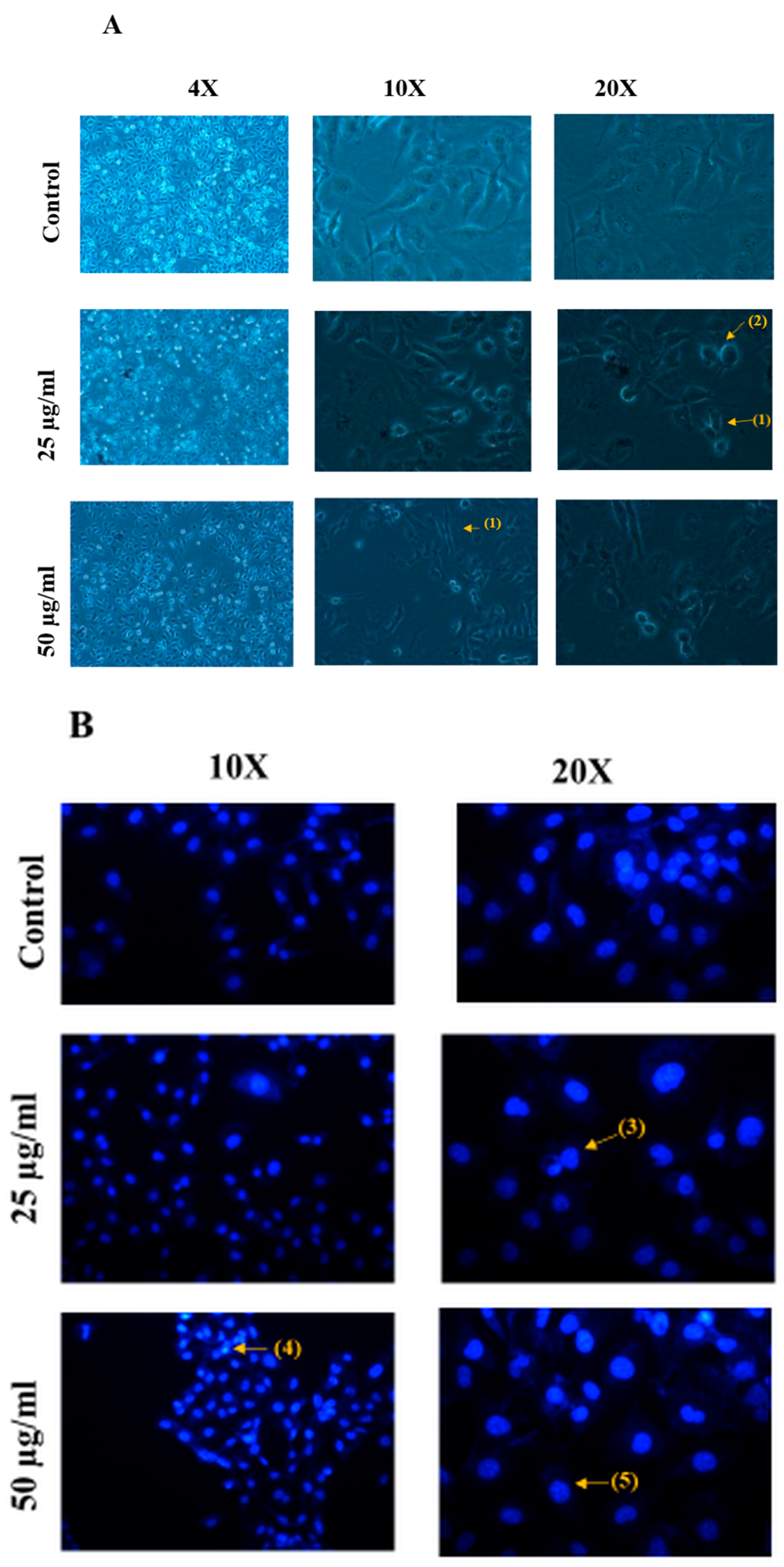 Nanomaterials 15 01368 g011