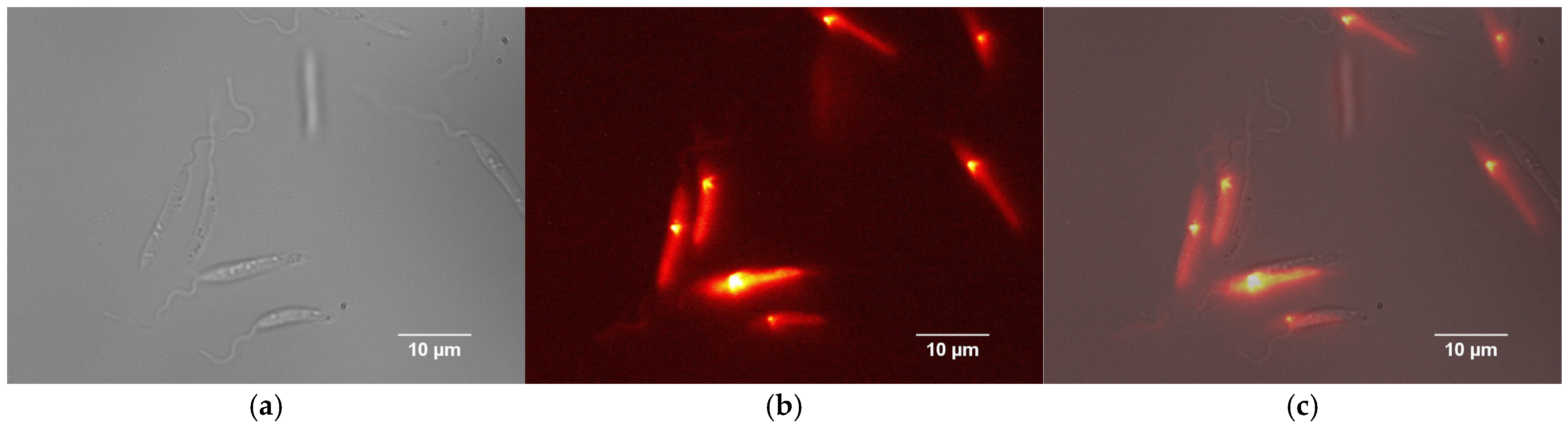 Nanomaterials 15 01373 g003