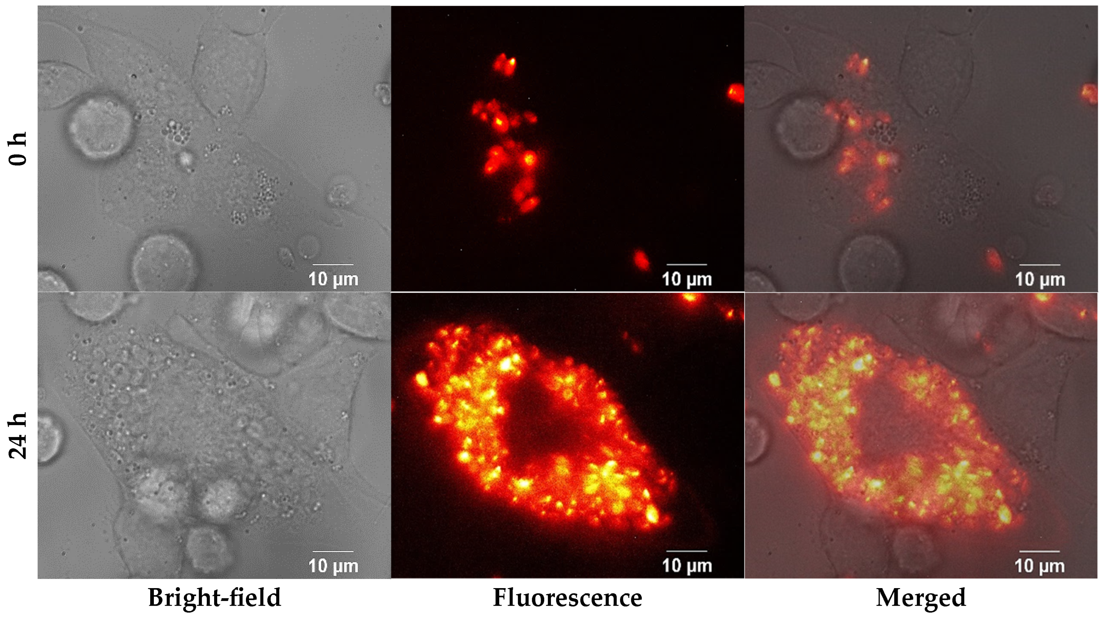 Nanomaterials 15 01373 g004