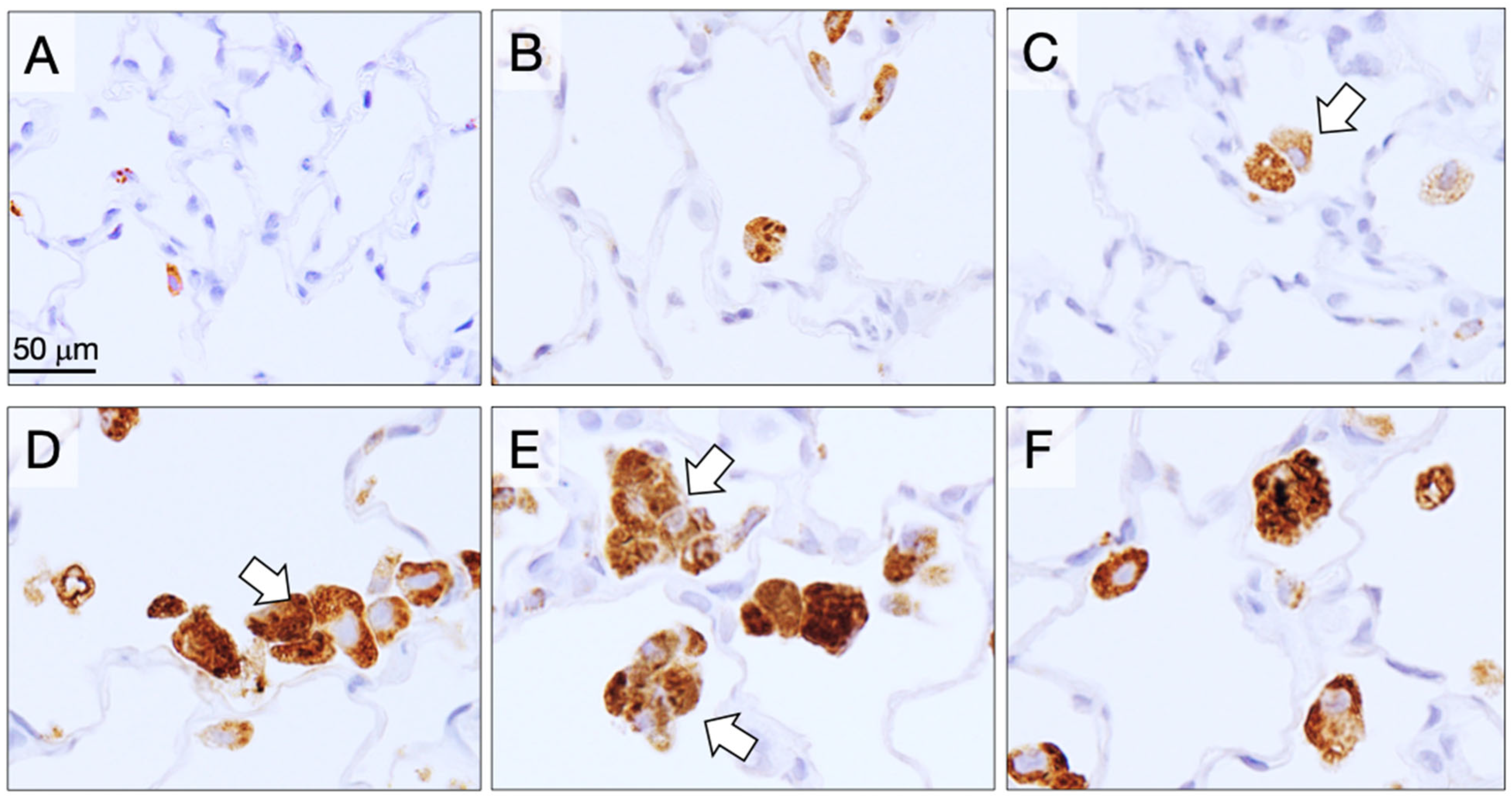 Nanomaterials 15 01402 g003 Nanomaterials 15 01402 g003