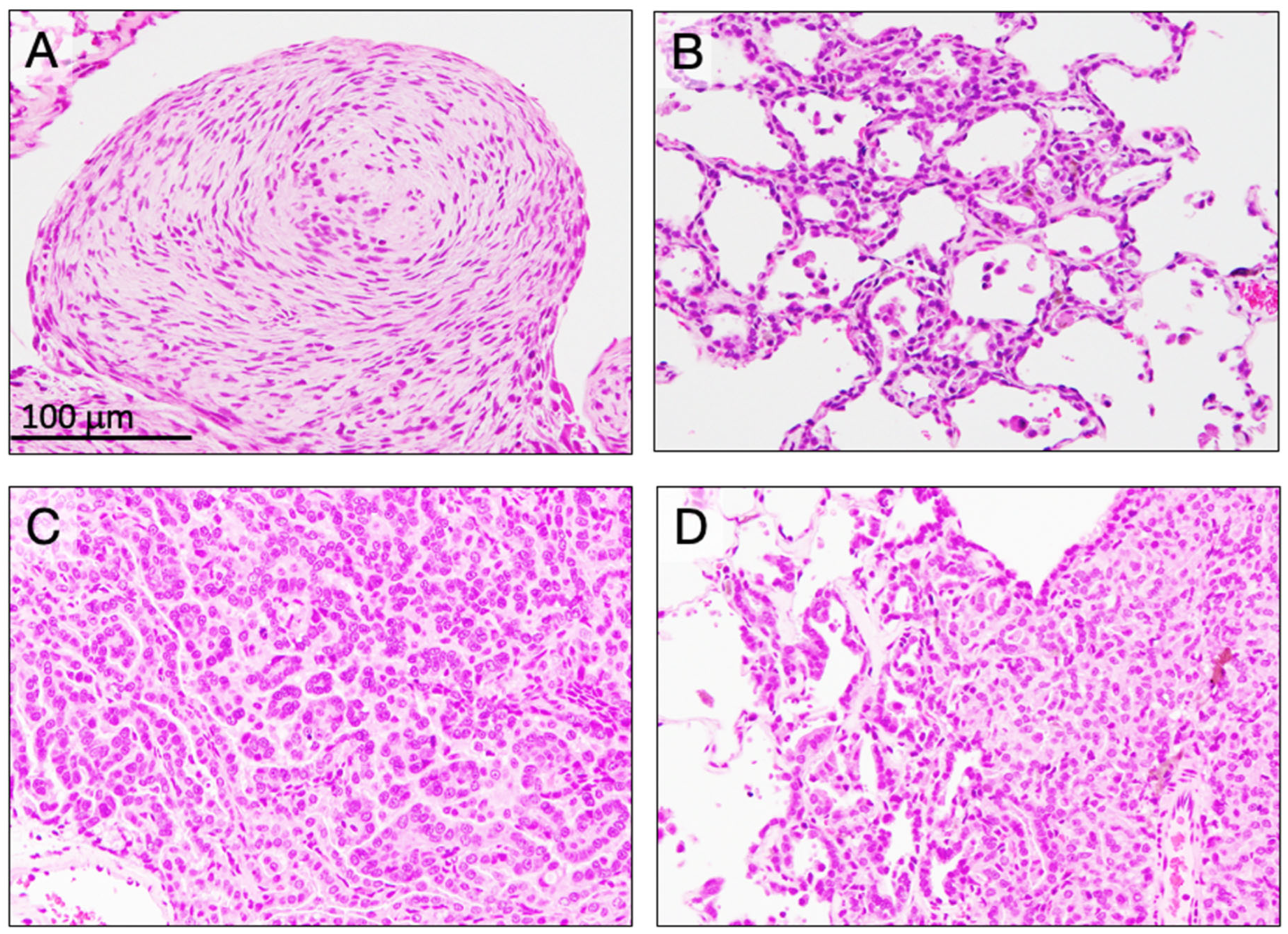 Nanomaterials 15 01402 g005 Nanomaterials 15 01402 g005