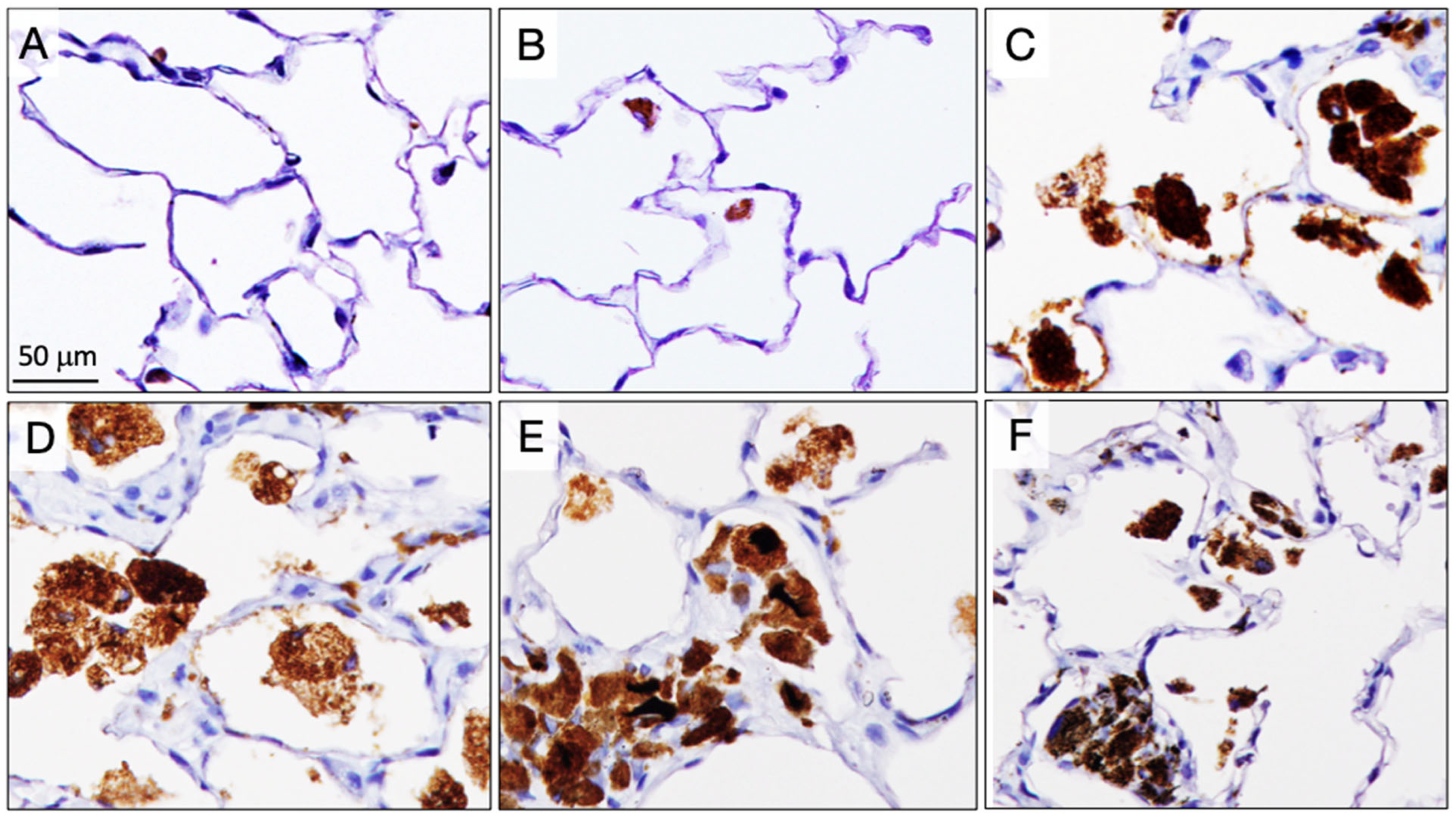 Nanomaterials 15 01402 g007 Nanomaterials 15 01402 g007