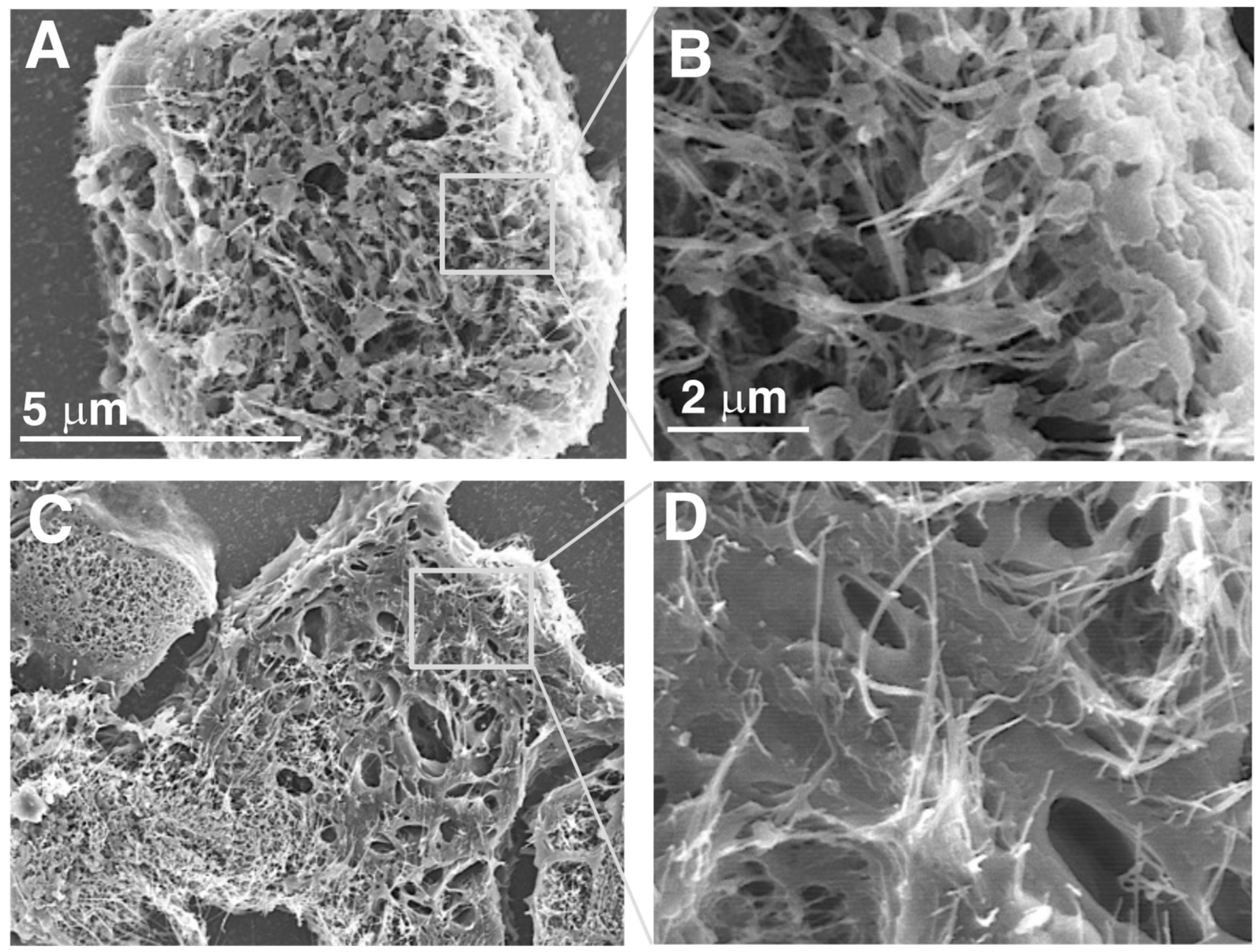 Nanomaterials 15 01402 g008a Nanomaterials 15 01402 g008a