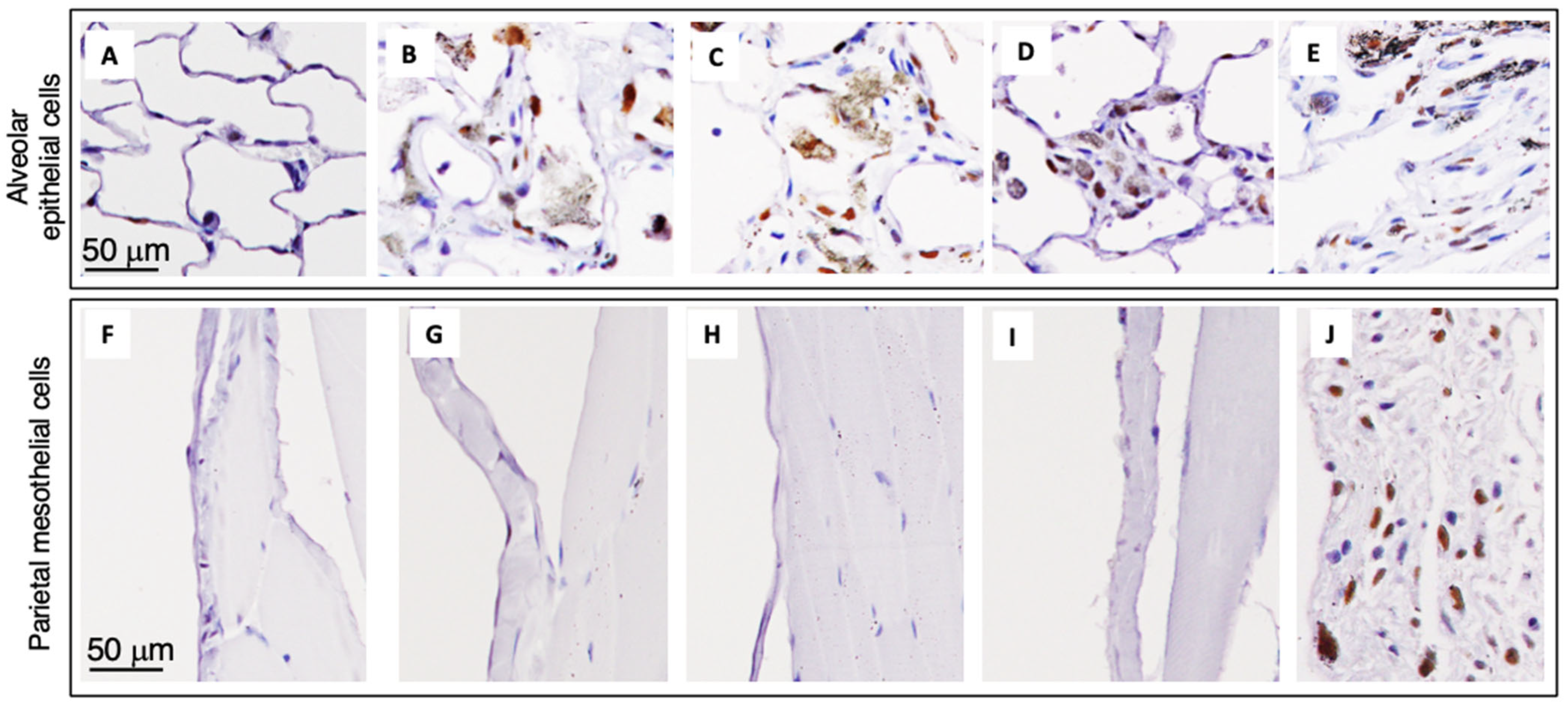 Nanomaterials 15 01402 g009 Nanomaterials 15 01402 g009