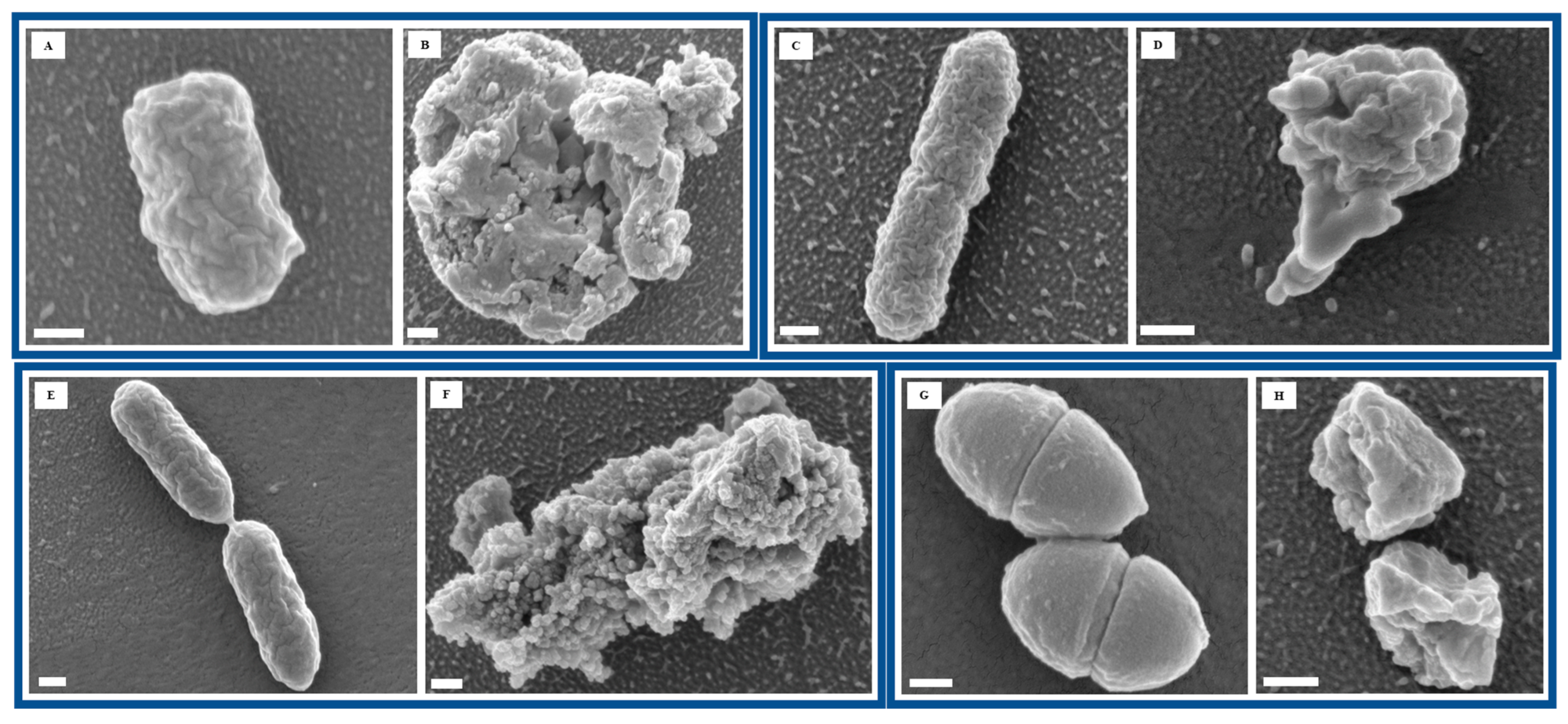 Nanomaterials 15 01404 g002
