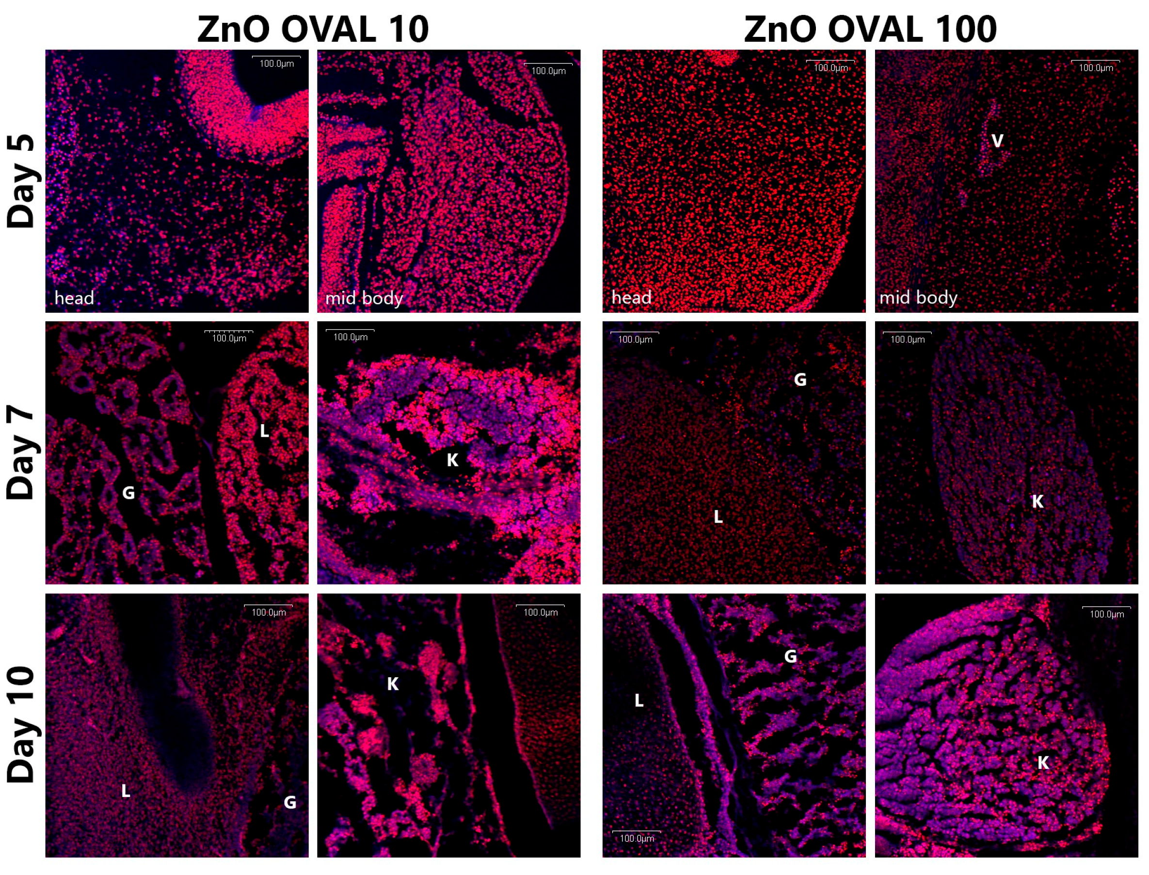Nanomaterials 15 01412 g013 Nanomaterials 15 01412 g013