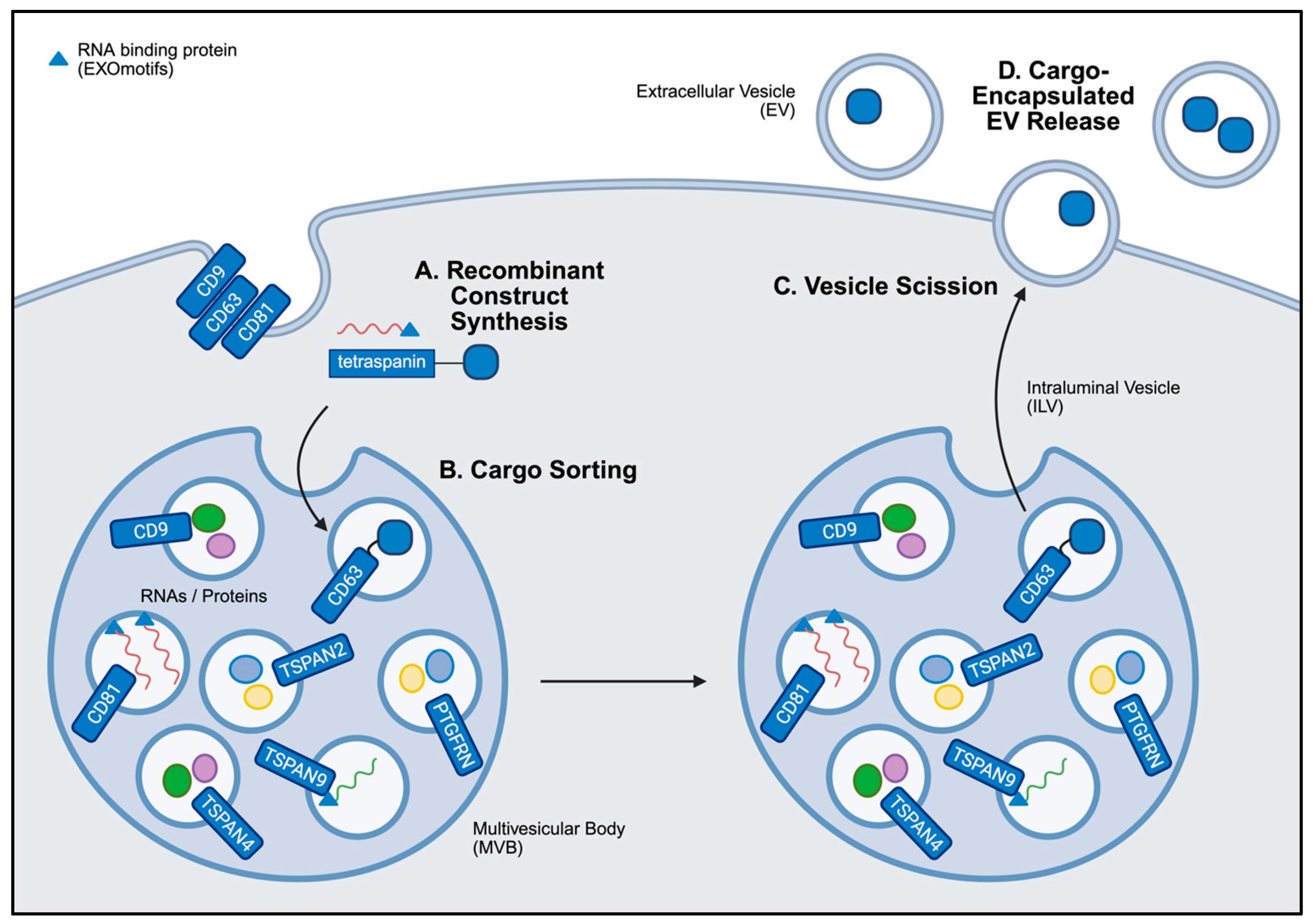 Nanomaterials 15 01418 g004 Nanomaterials 15 01418 g004