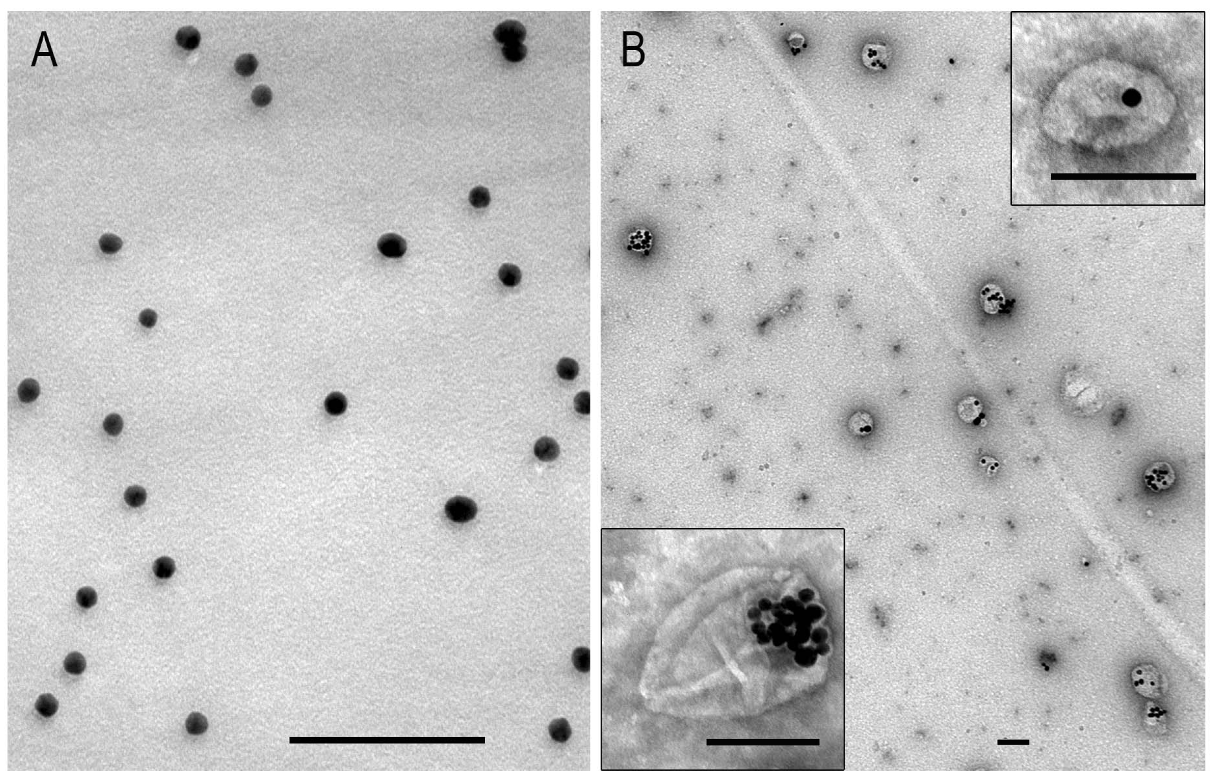 Nanomaterials 15 01419 g001 Nanomaterials 15 01419 g001