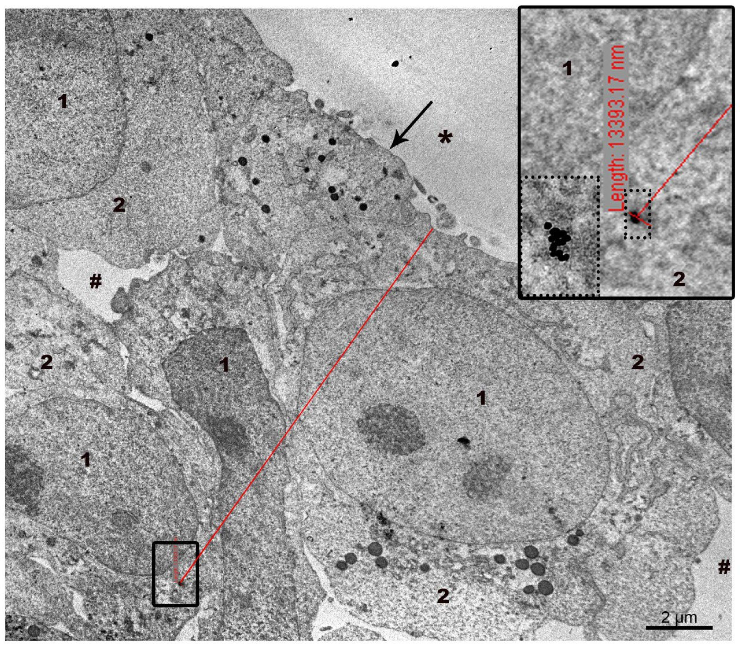 Nanomaterials 15 01419 g002 Nanomaterials 15 01419 g002