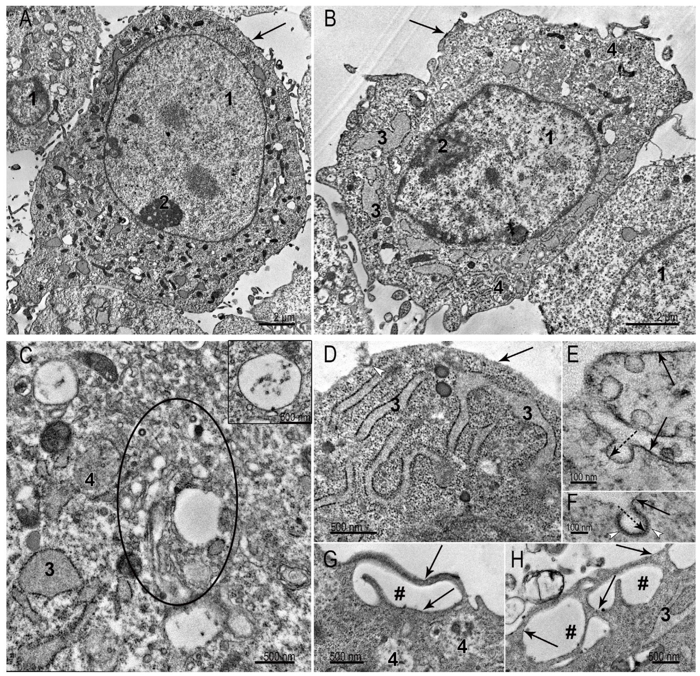 Nanomaterials 15 01419 g003 Nanomaterials 15 01419 g003