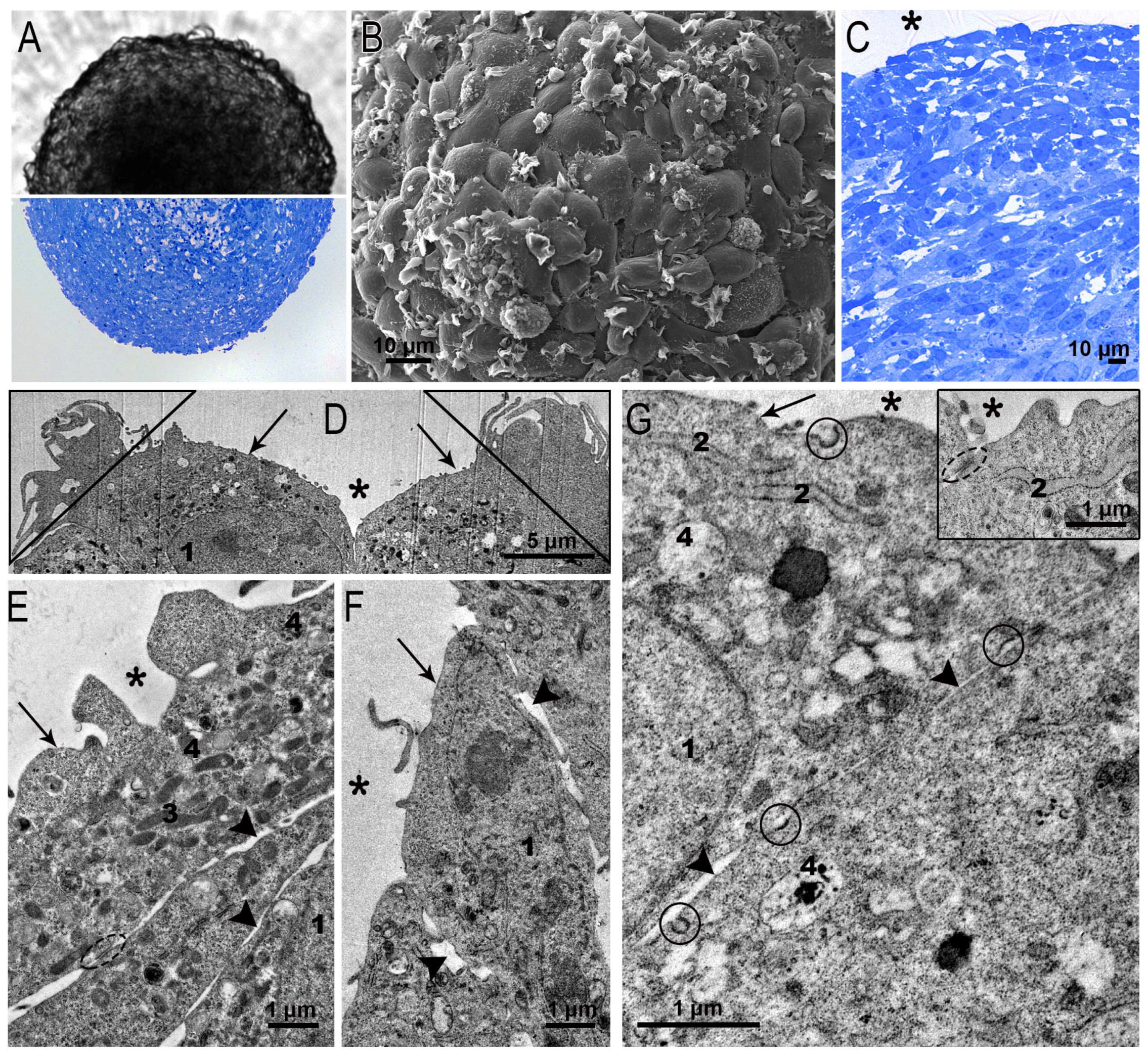 Nanomaterials 15 01419 g004 Nanomaterials 15 01419 g004