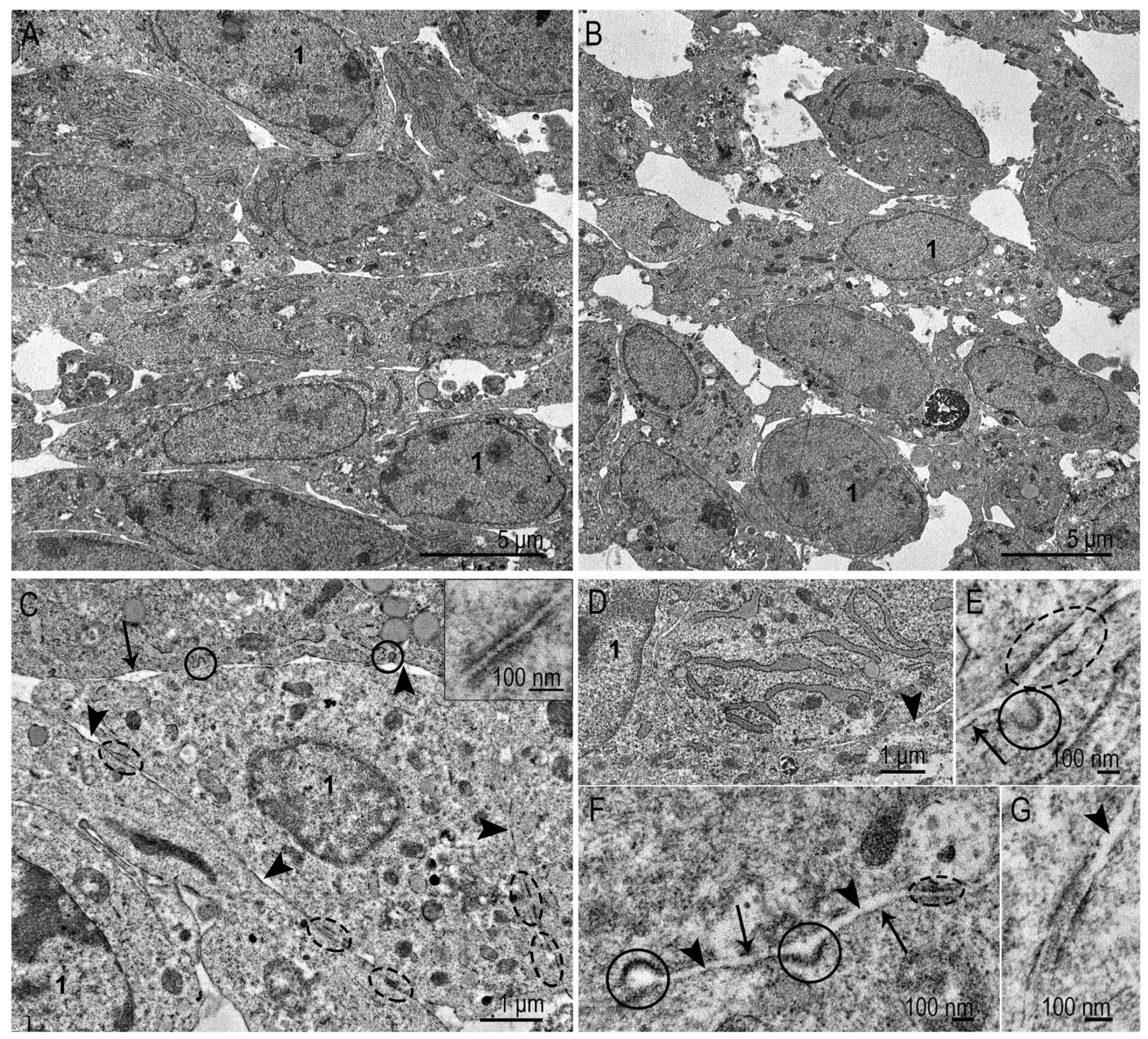 Nanomaterials 15 01419 g005 Nanomaterials 15 01419 g005