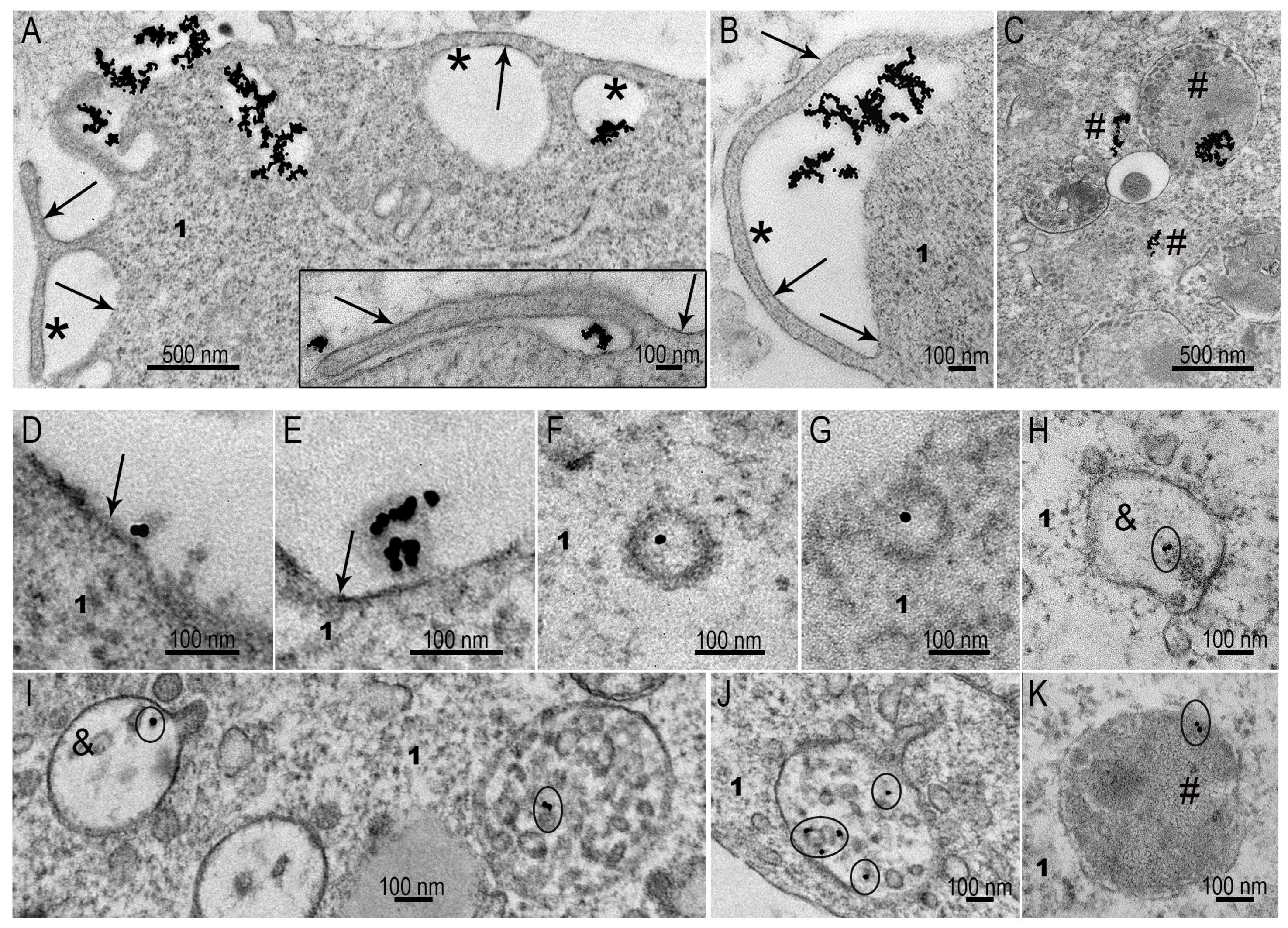 Nanomaterials 15 01419 g006 Nanomaterials 15 01419 g006
