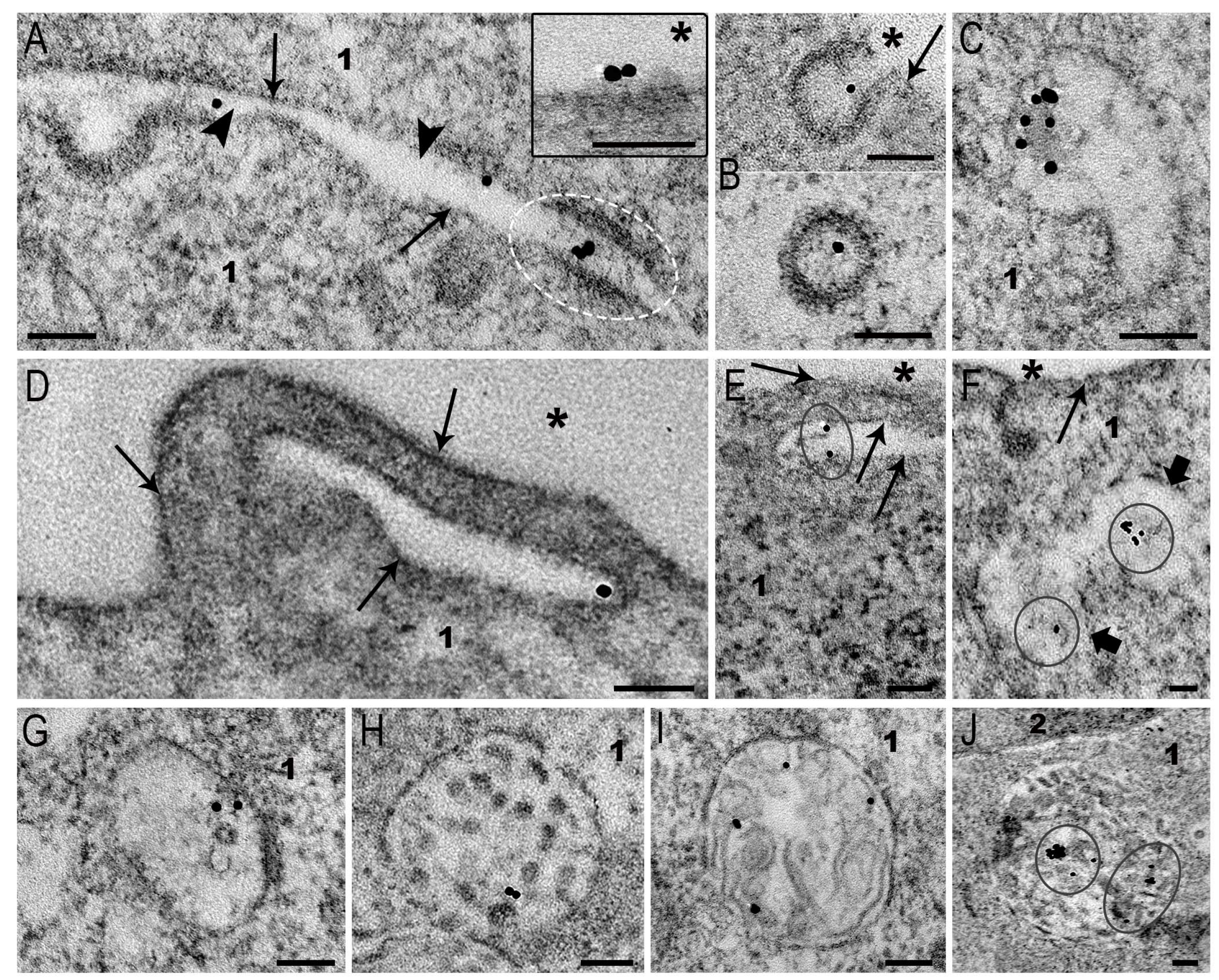 Nanomaterials 15 01419 g008 Nanomaterials 15 01419 g008