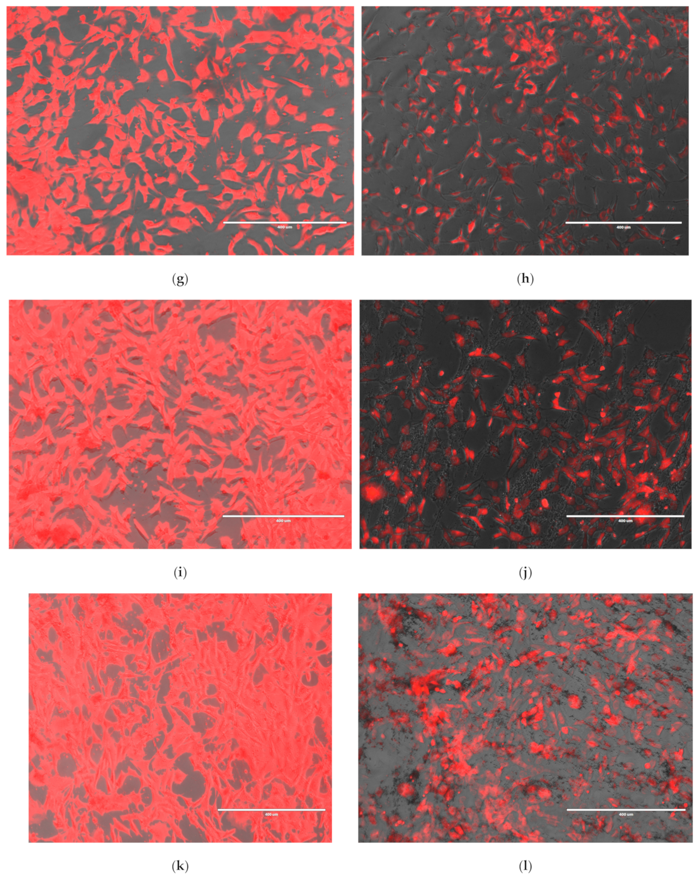 Nanomaterials 15 01529 g013b Nanomaterials 15 01529 g013b
