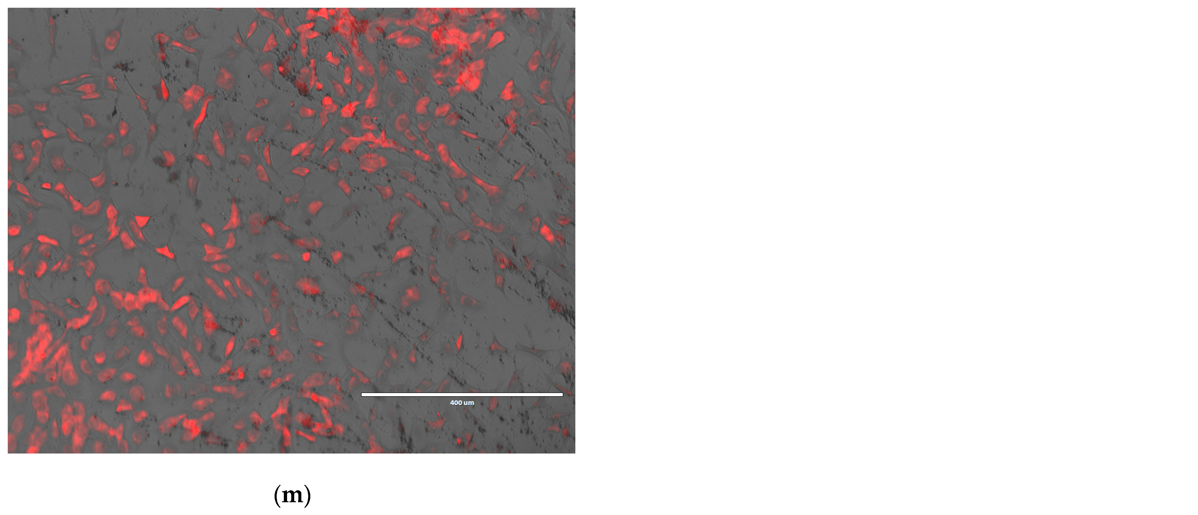 Nanomaterials 15 01529 g013c Nanomaterials 15 01529 g013c