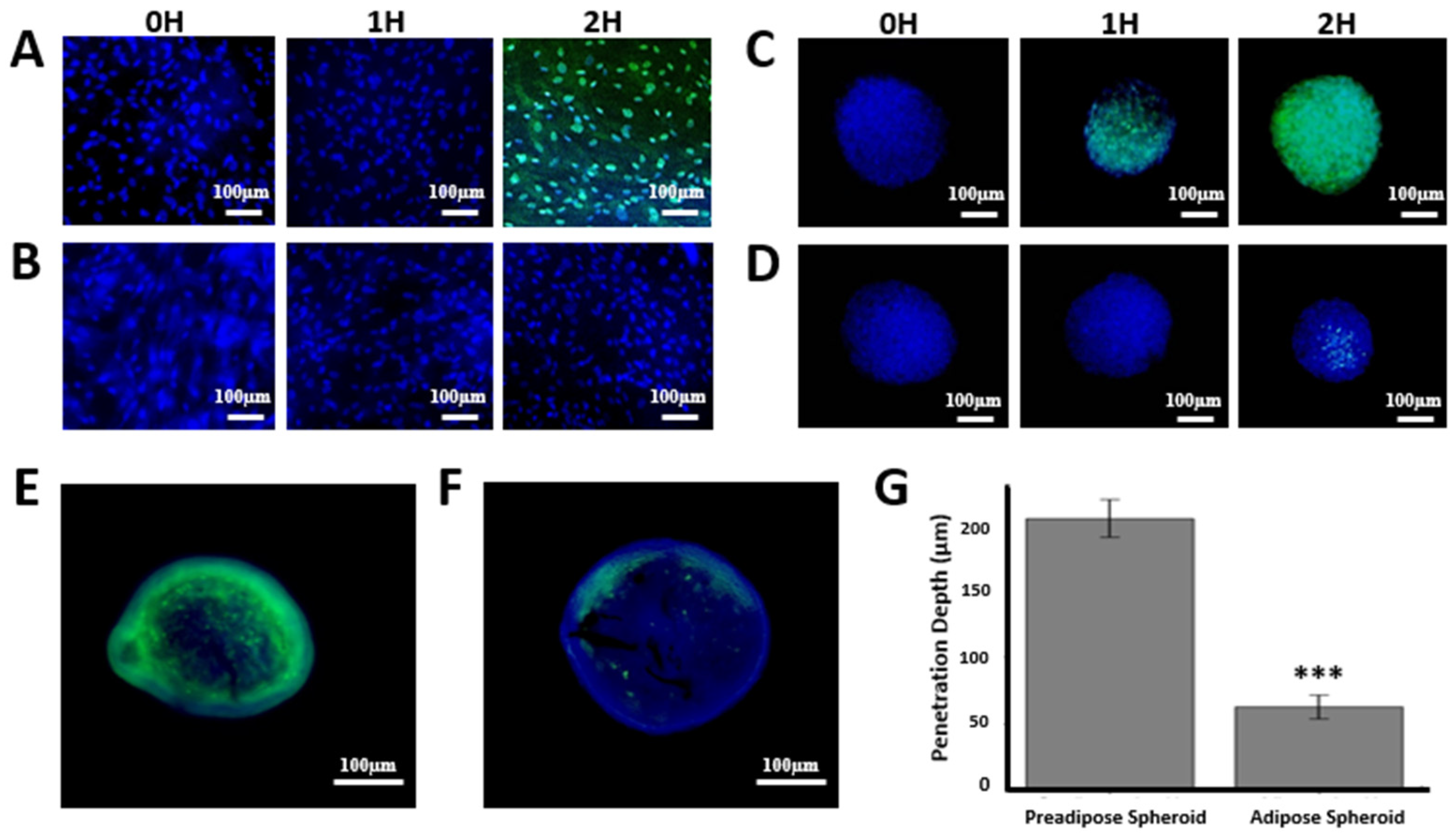 Nanomaterials 15 01537 g005
