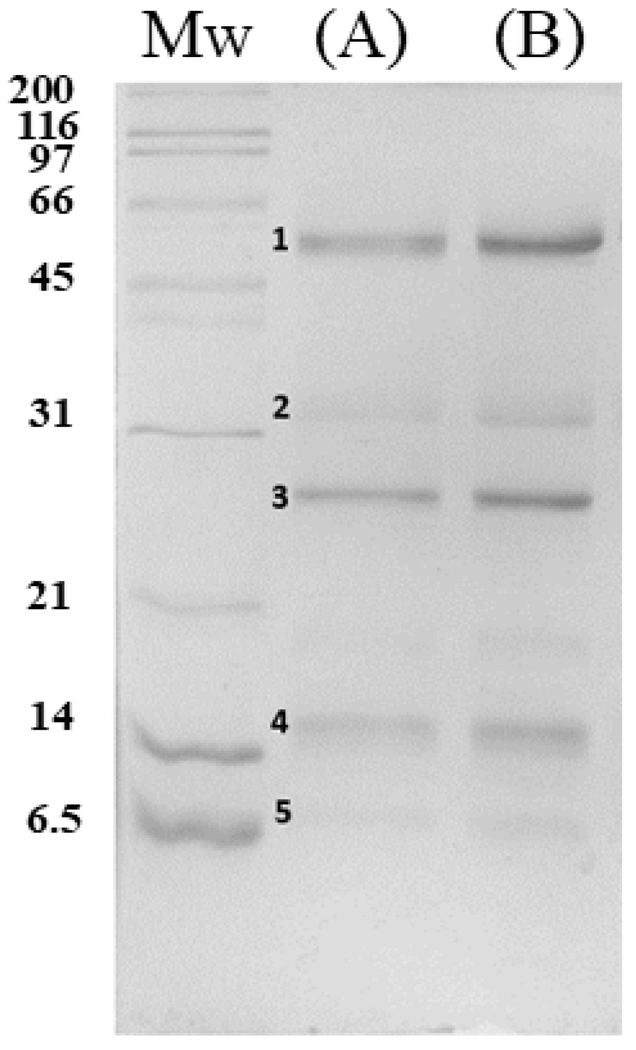 Nanomaterials 15 01538 g001