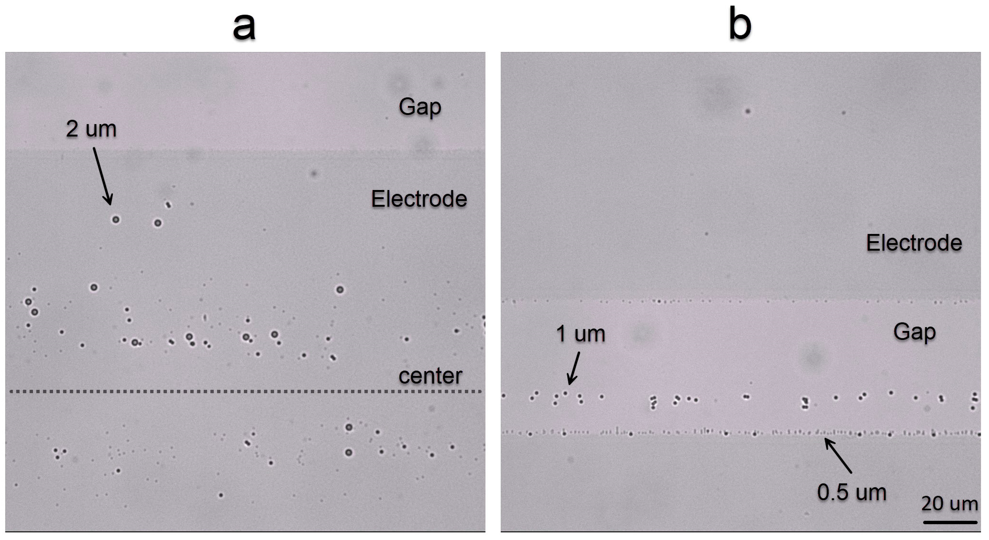 Nanomaterials 15 01568 g008