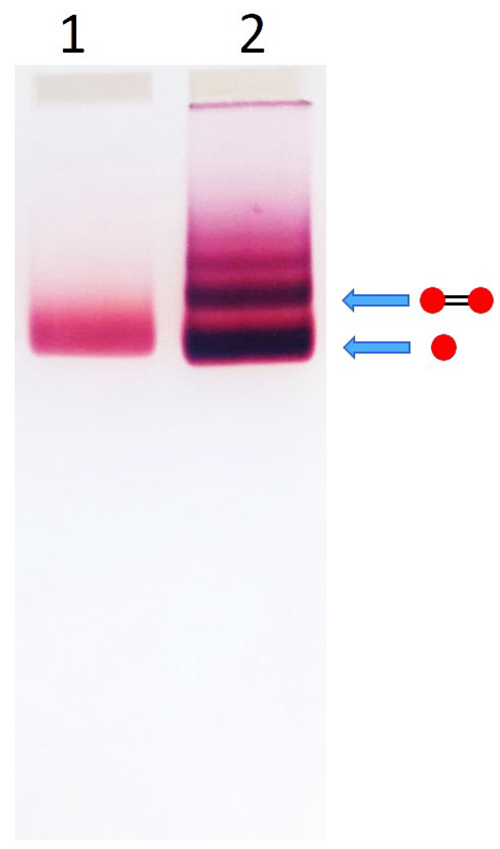 Nanomaterials 15 01583 g001