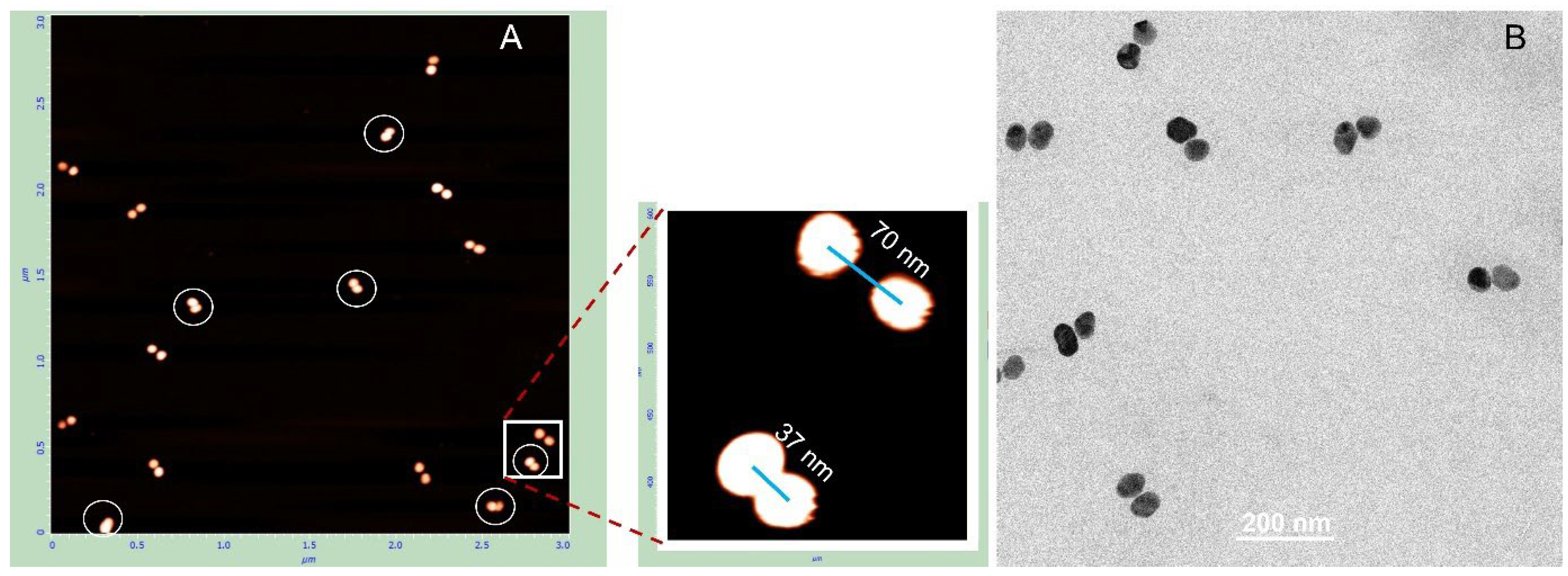 Nanomaterials 15 01583 g006