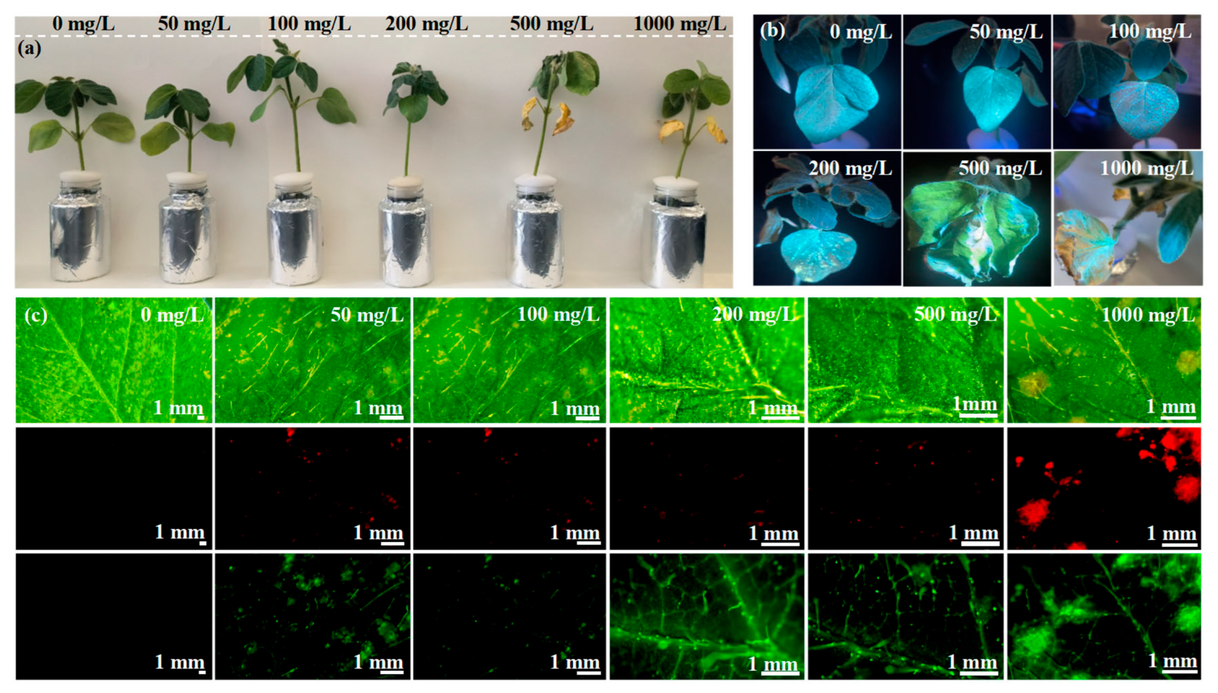 Nanomaterials 15 01603 g003 Nanomaterials 15 01603 g003