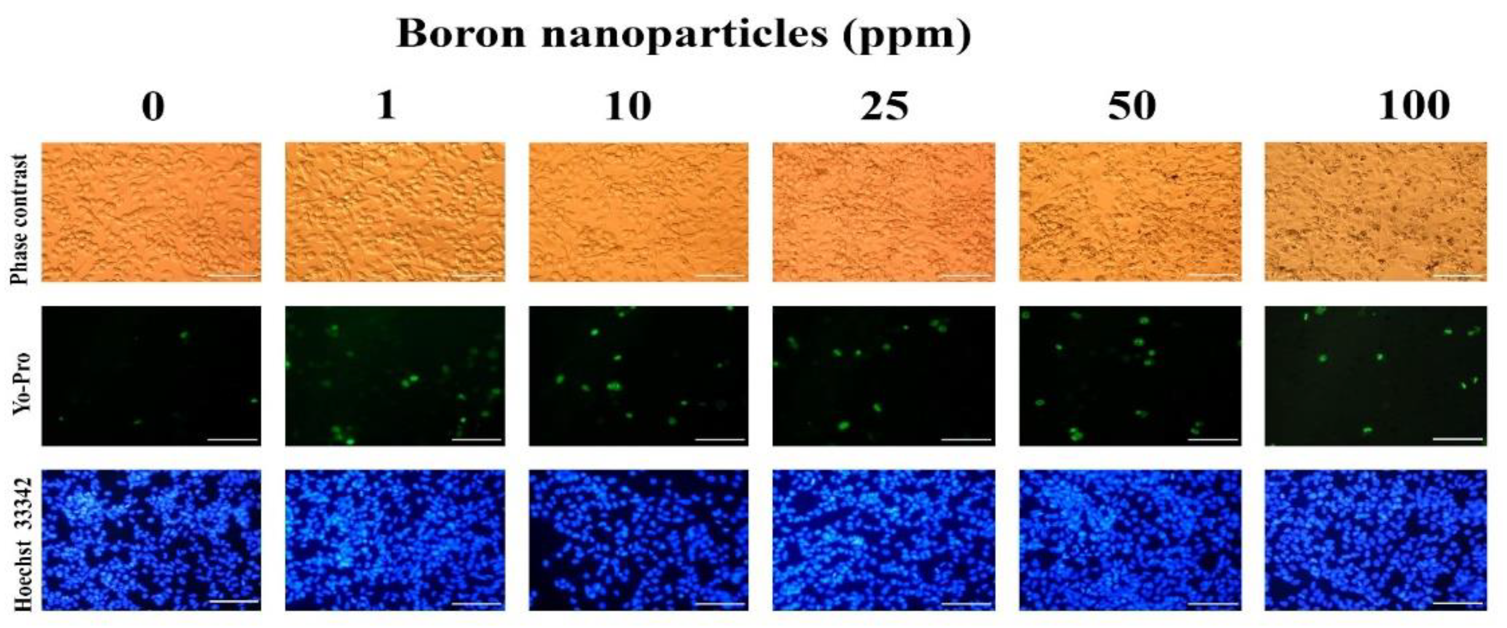 Nanomaterials 15 01640 g001 Nanomaterials 15 01640 g001