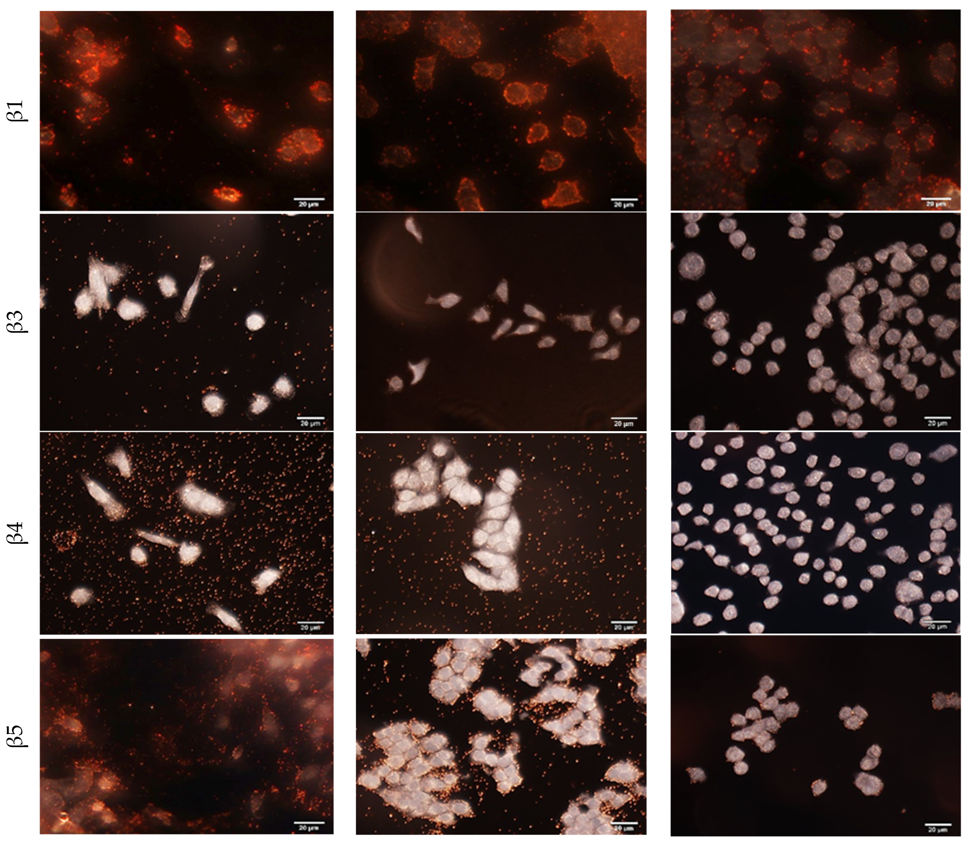 Nanomaterials 15 01693 g004b