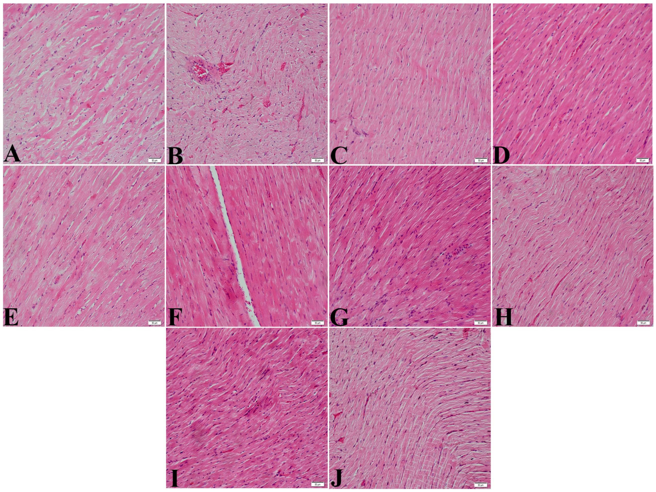 Nanomaterials 15 01732 g002 Nanomaterials 15 01732 g002