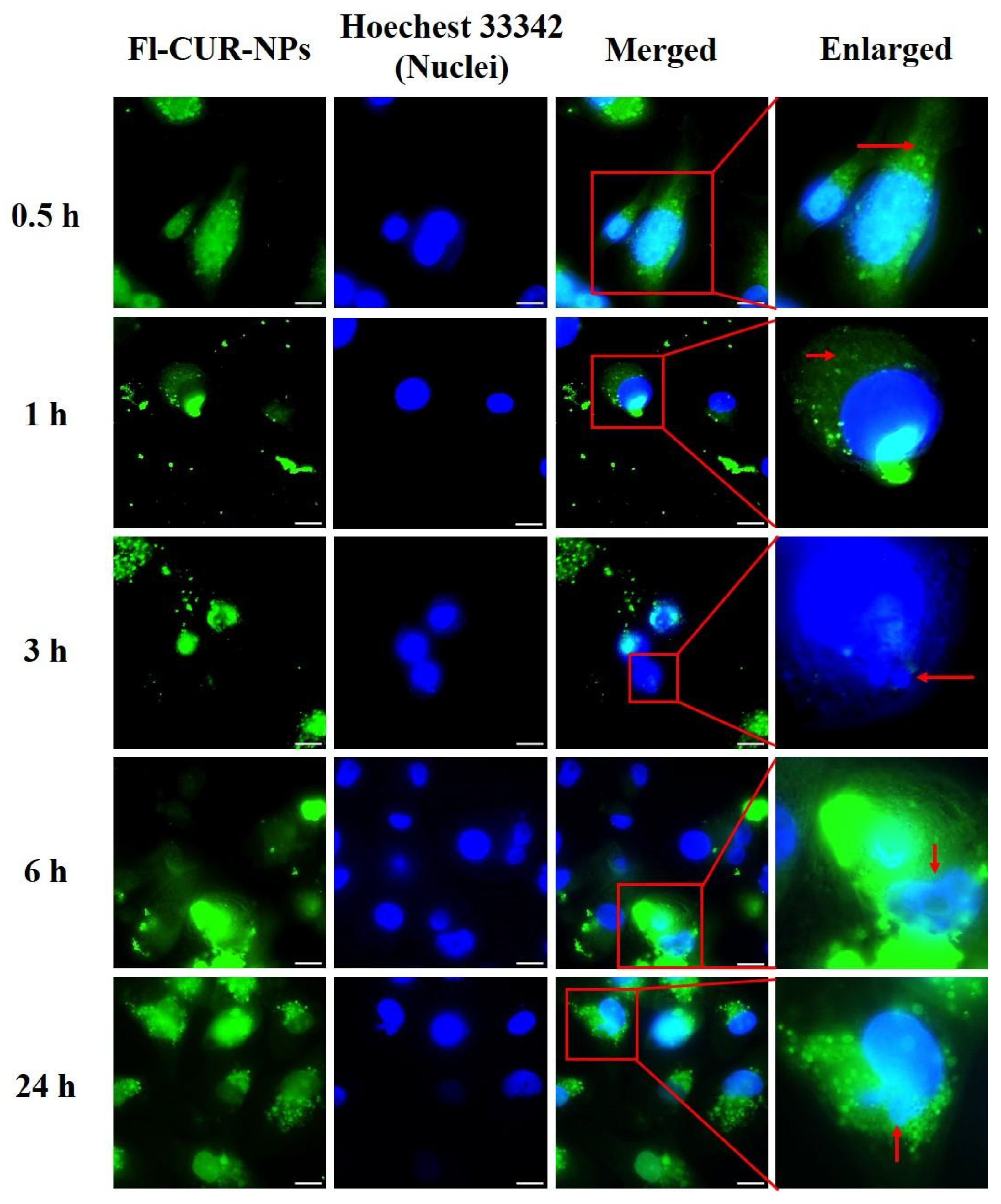Nanomaterials 15 01747 g006