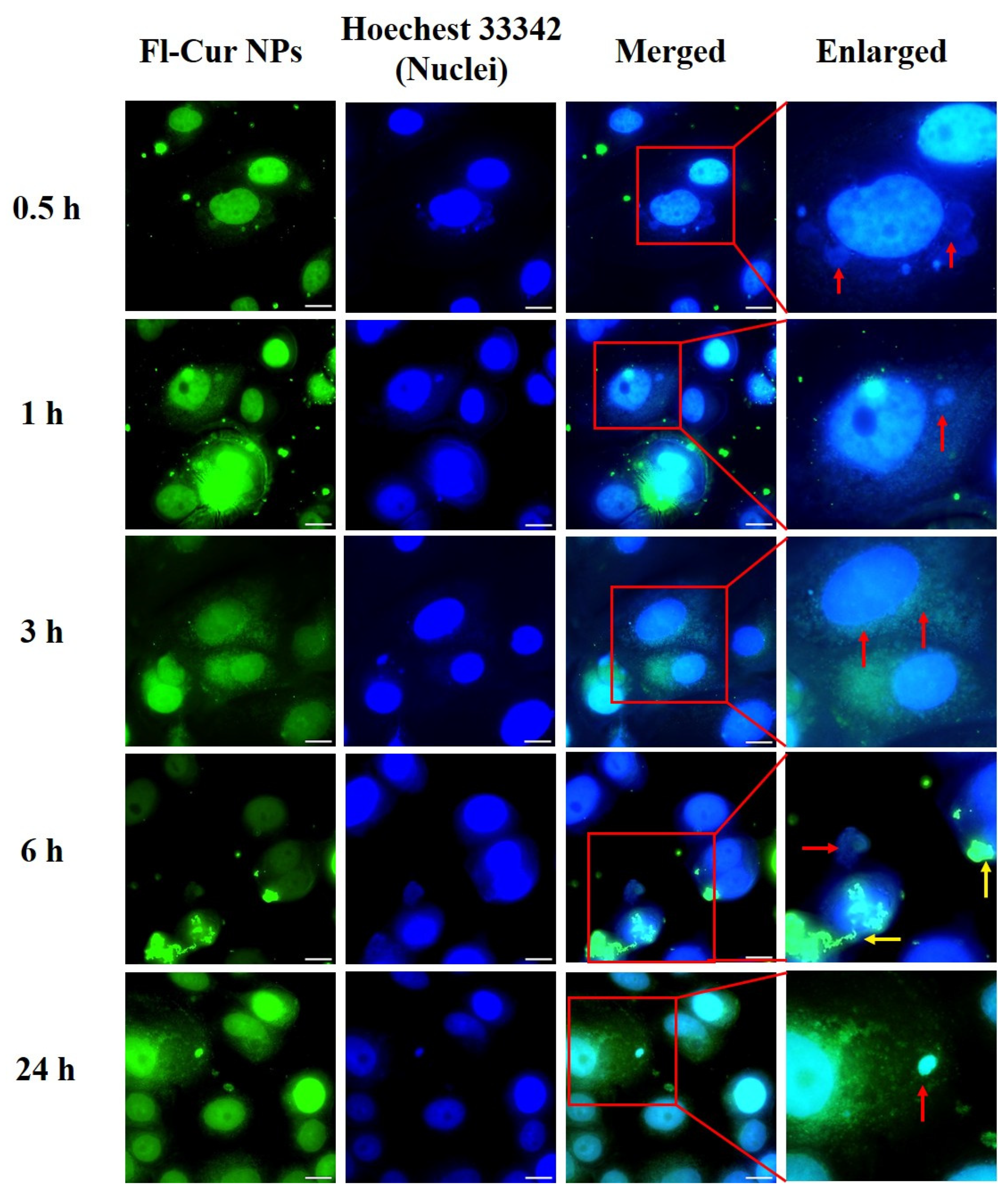 Nanomaterials 15 01747 g007