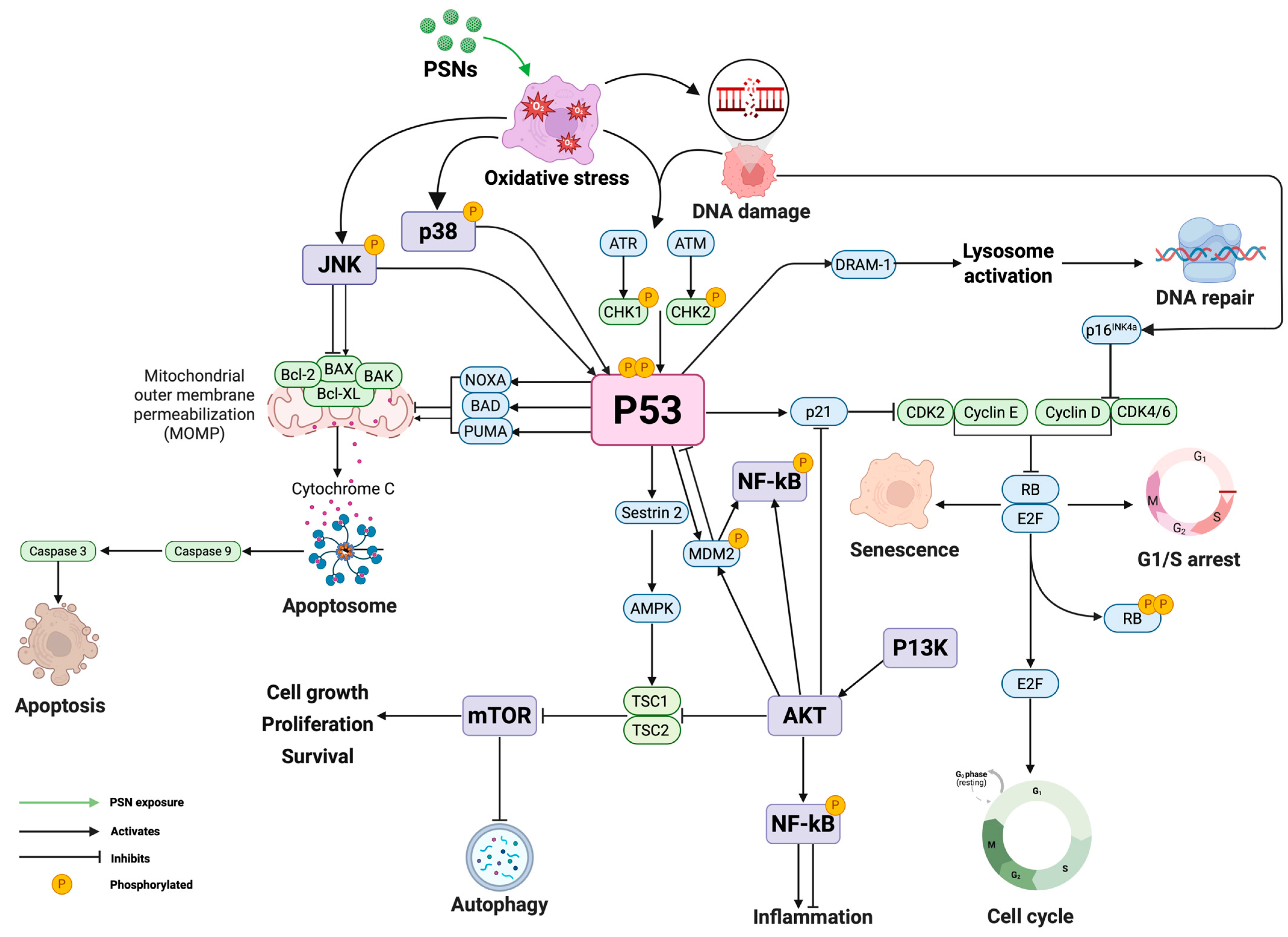 Nanomaterials 15 01766 g003